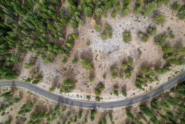 a view of a forest with a forest