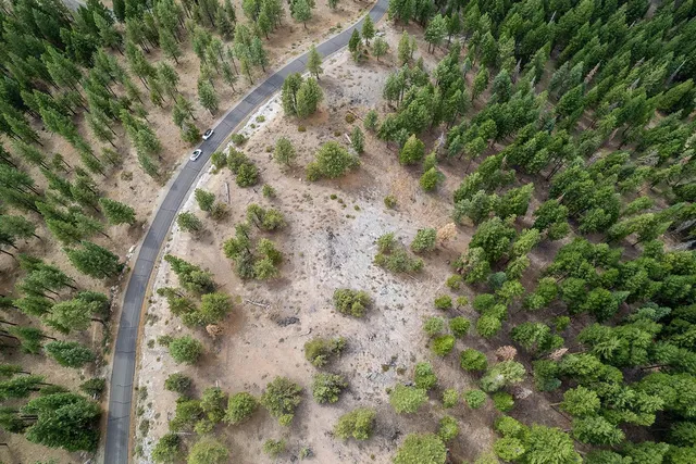 a view of a forest with lots of trees