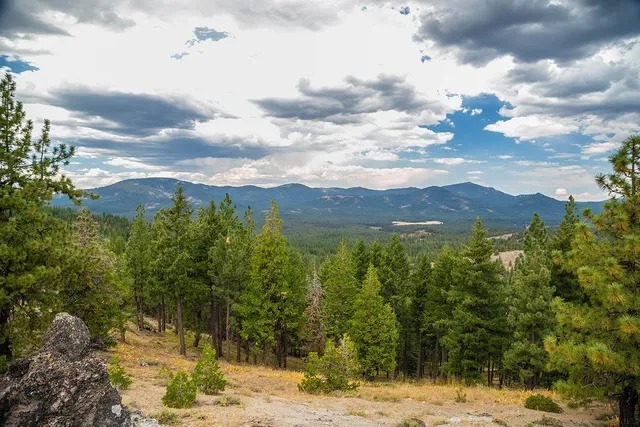 a view of a bunch of trees and mountain