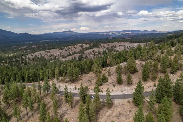 a view of a tree in a yard