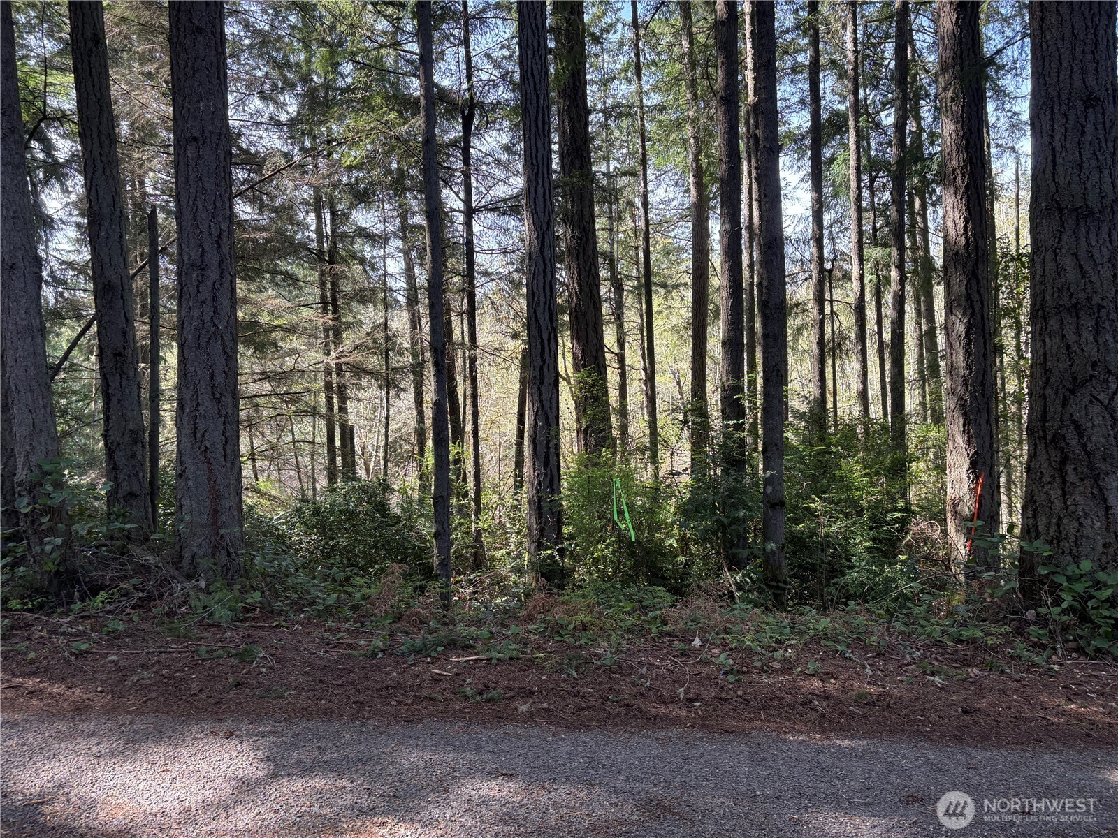 9538 Steffenson Road Anderson Island, WA 98303 - Photo 26 of 35