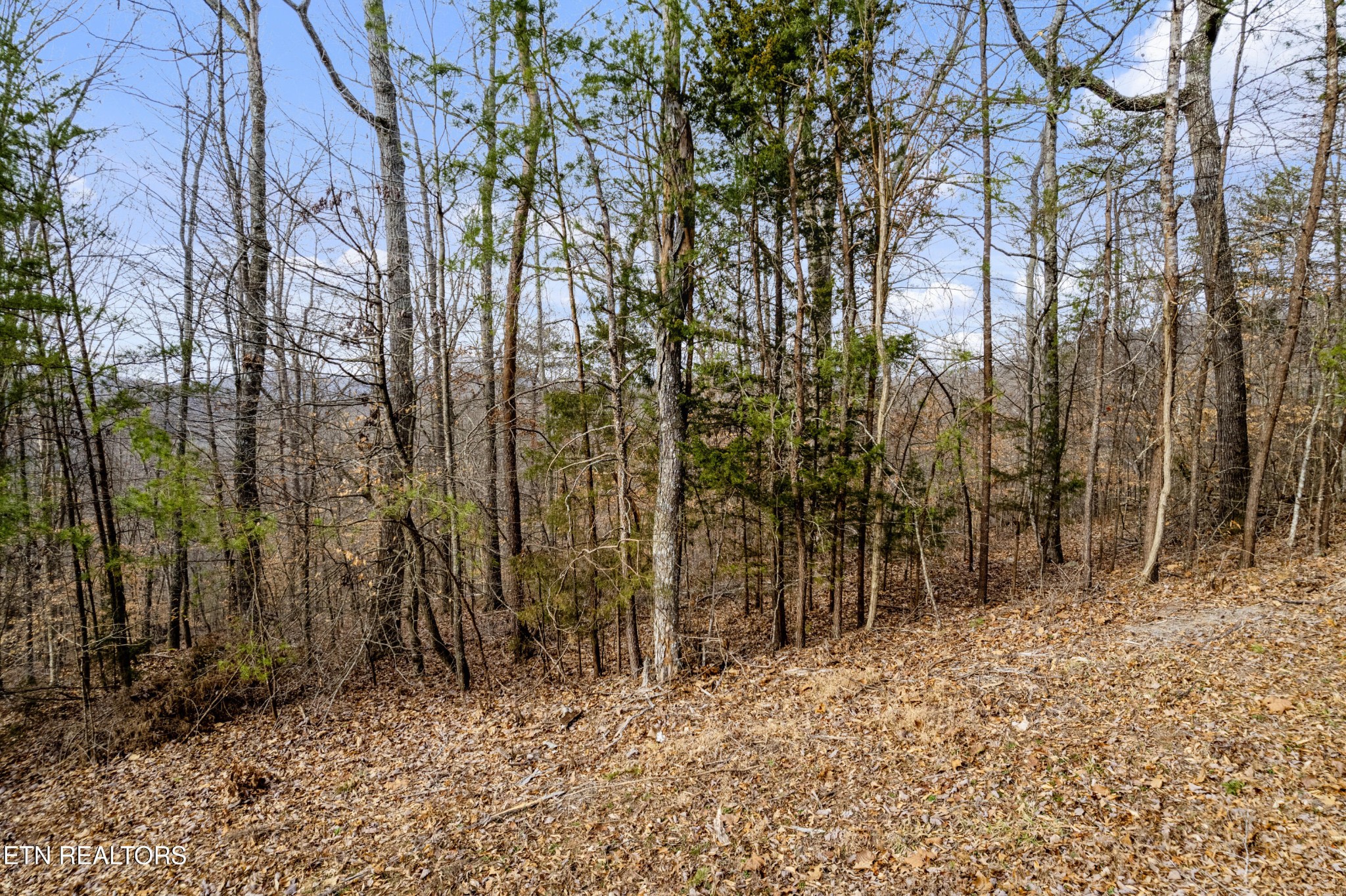 45 Walleye Point Sharps Chapel, TN 37866 - Photo 12 of 29 a view of a forest with trees in the background