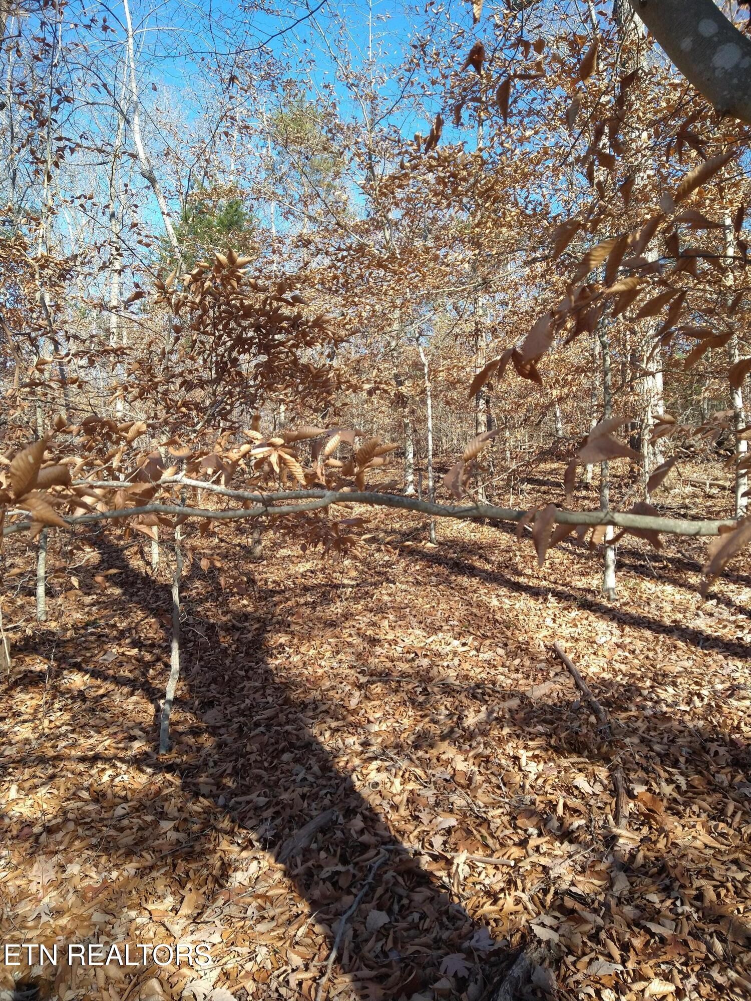 45 Walleye Point Sharps Chapel, TN 37866 - Photo 14 of 29