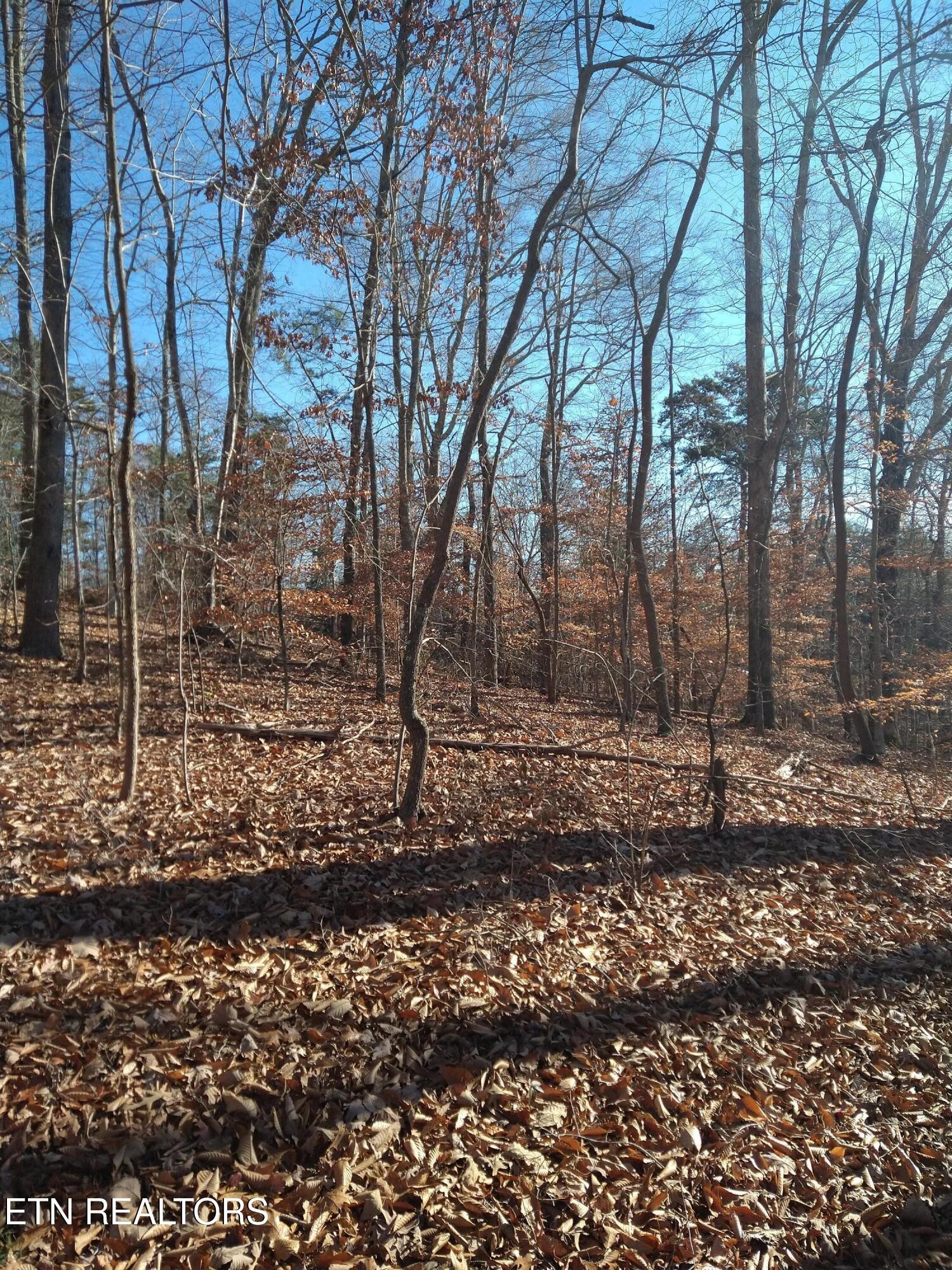 45 Walleye Point Sharps Chapel, TN 37866 - Photo 16 of 29 a backyard of a house with lots of green space