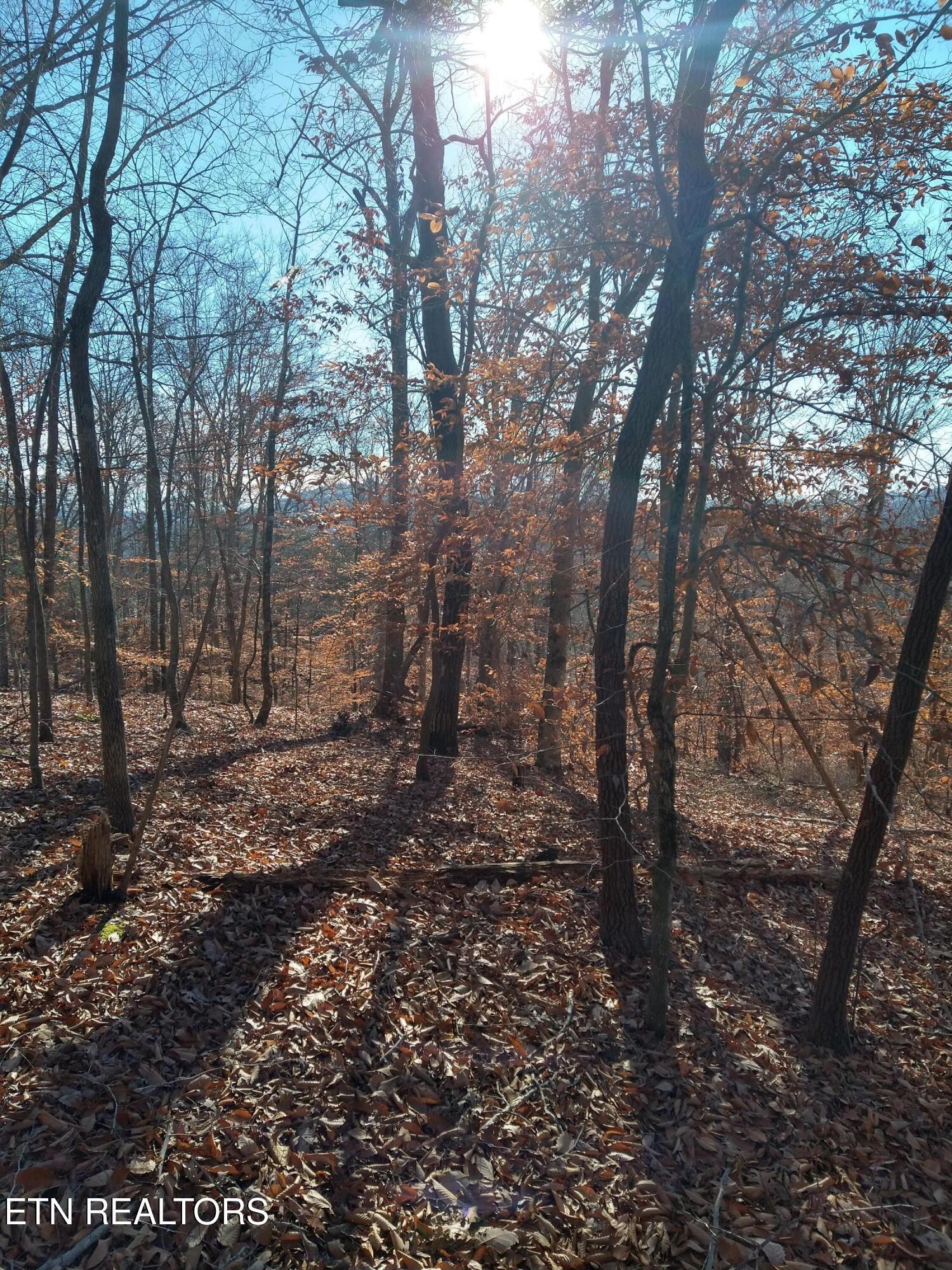 45 Walleye Point Sharps Chapel, TN 37866 - Photo 17 of 29 a view of a forest with trees