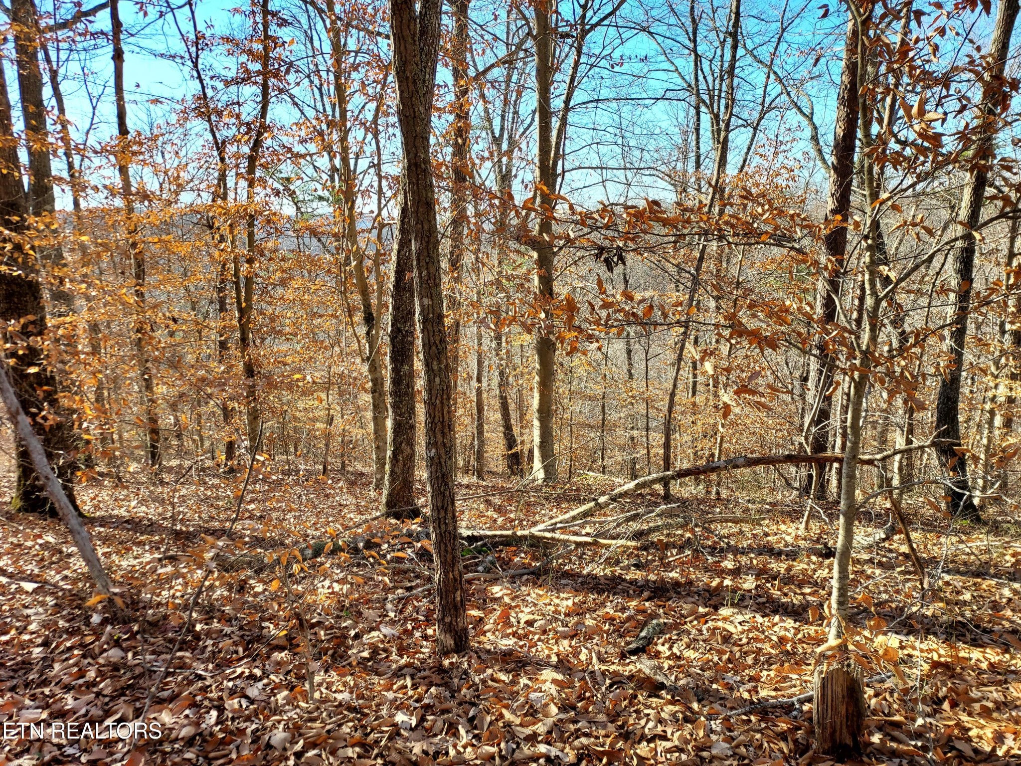 45 Walleye Point Sharps Chapel, TN 37866 - Photo 18 of 29