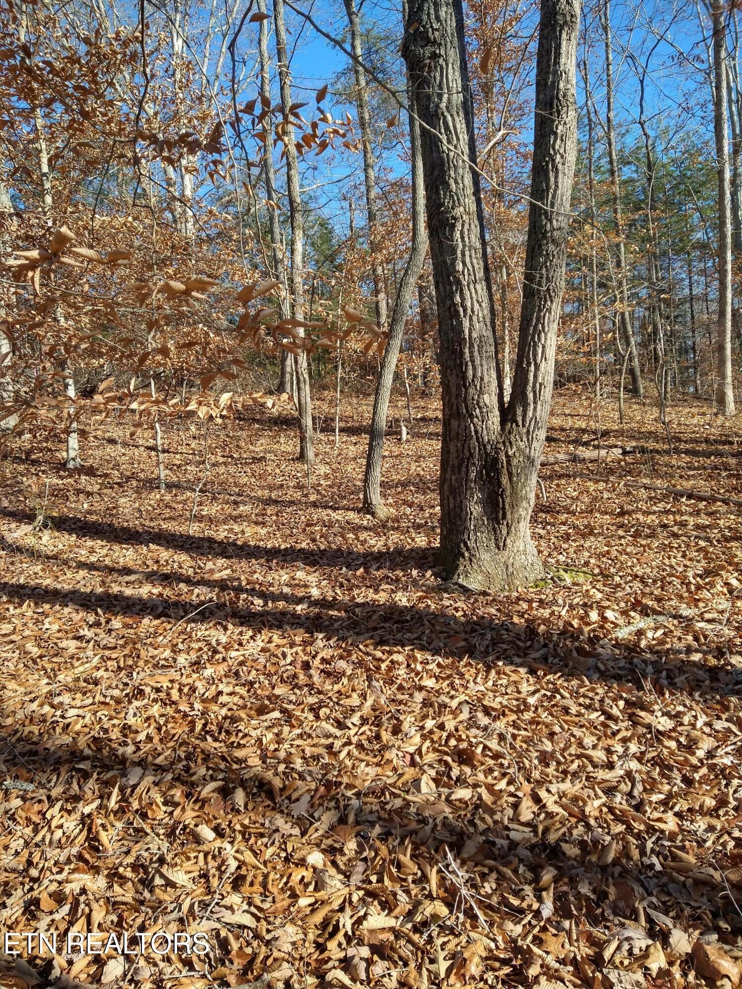 45 Walleye Point Sharps Chapel, TN 37866 - Photo 20 of 29 a view of a backyard with pathway