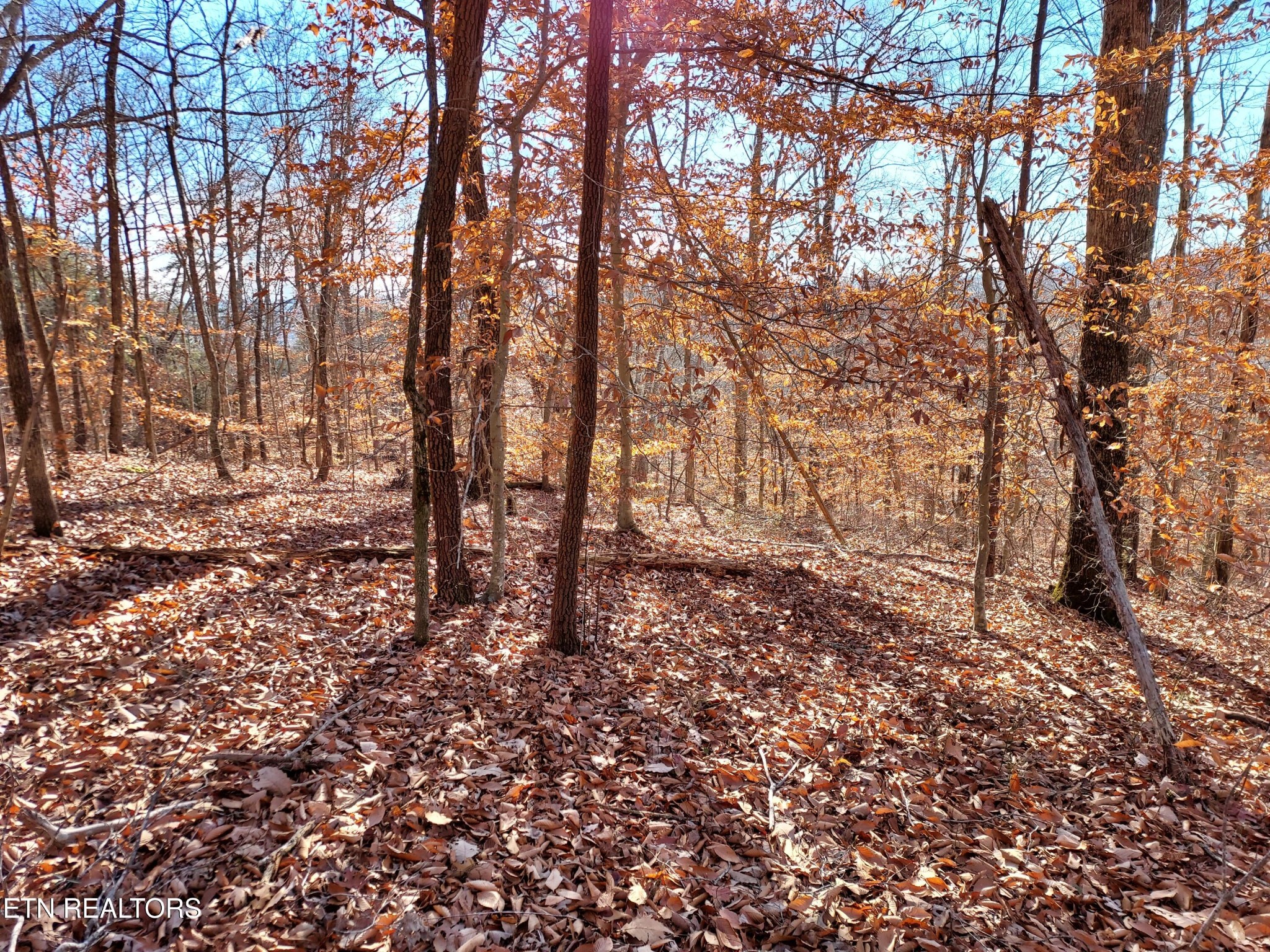 45 Walleye Point Sharps Chapel, TN 37866 - Photo 23 of 29 a big yard with lots of tree