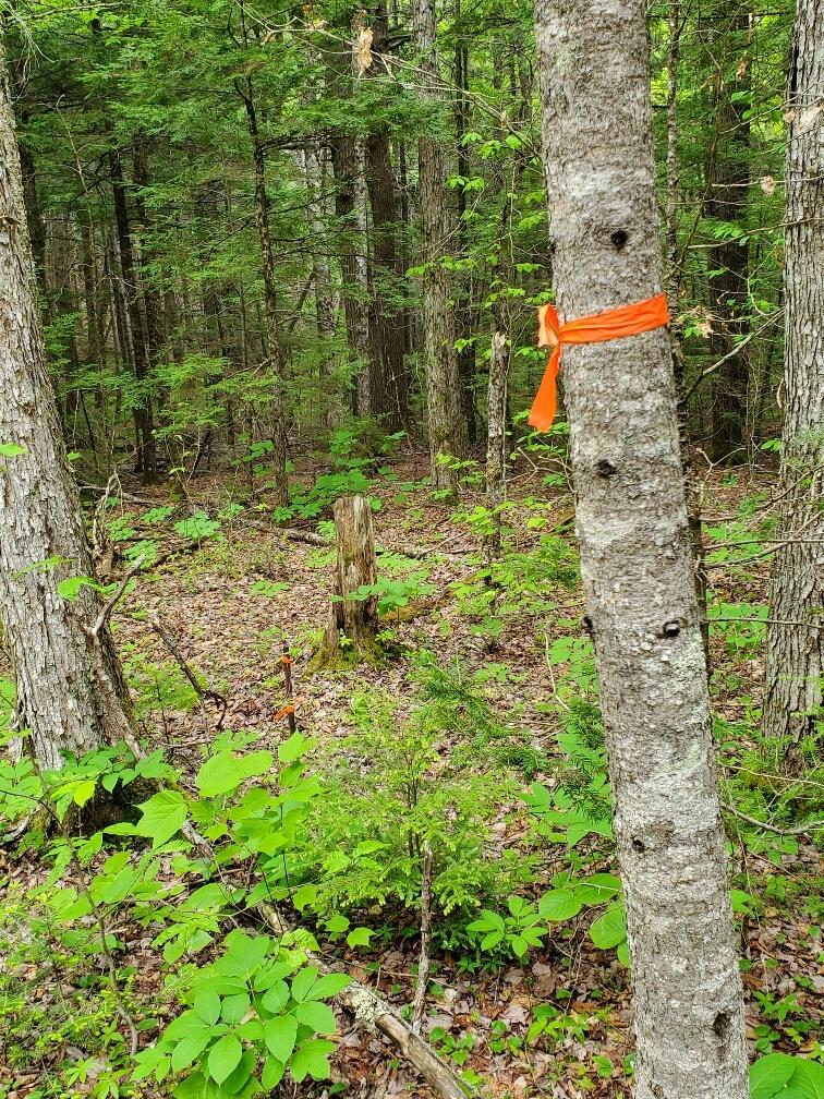 Lot 7 Heath Road Ellsworth, ME 04605 - Photo 22 of 37 NW corner