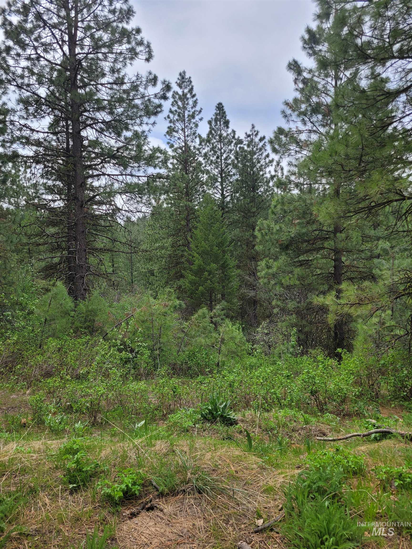 Lot 12 Payette River Ranch Horseshoe Bend, ID 83629 - Photo 17 of 31