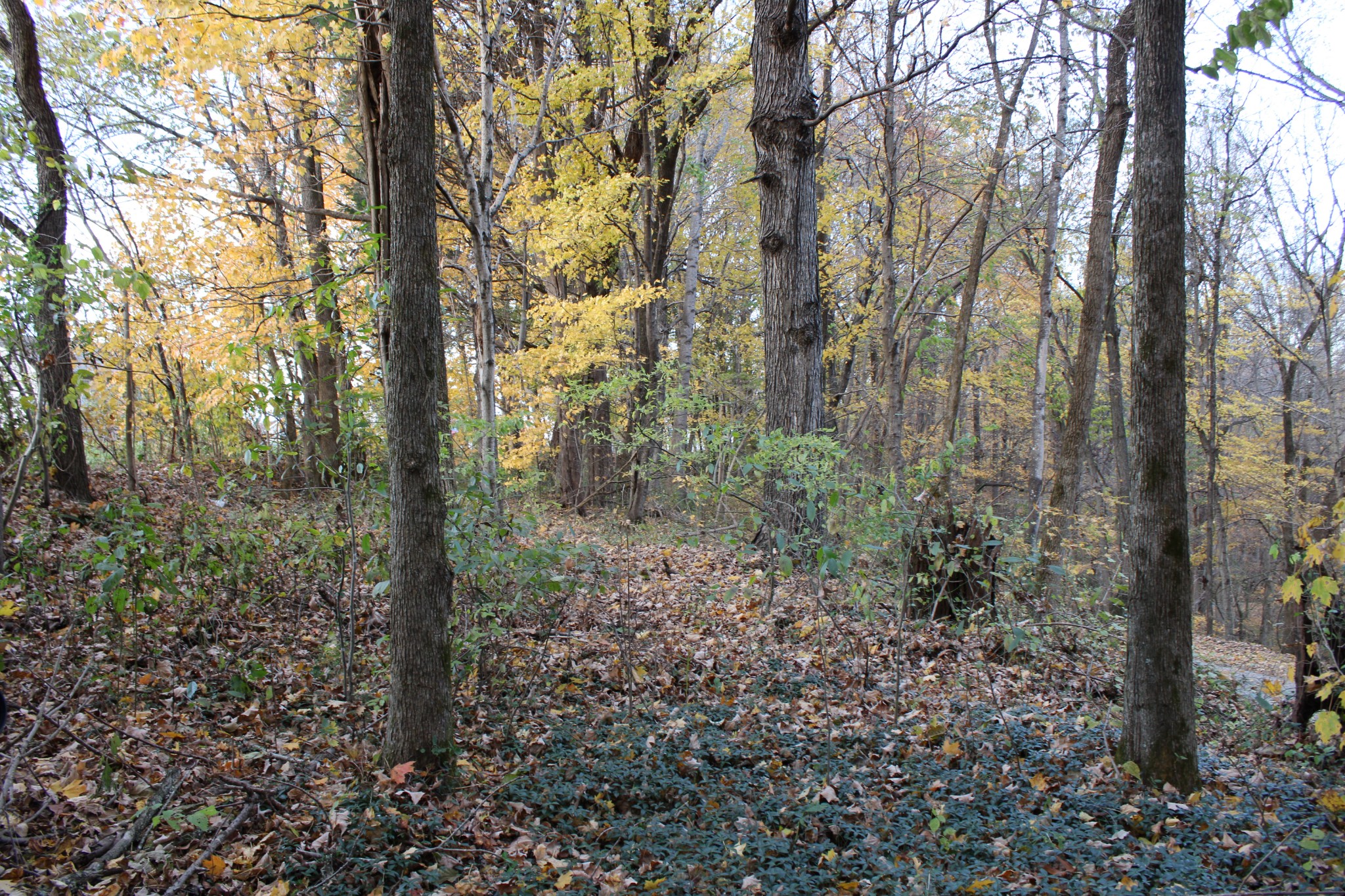 a view of a forest that has large trees