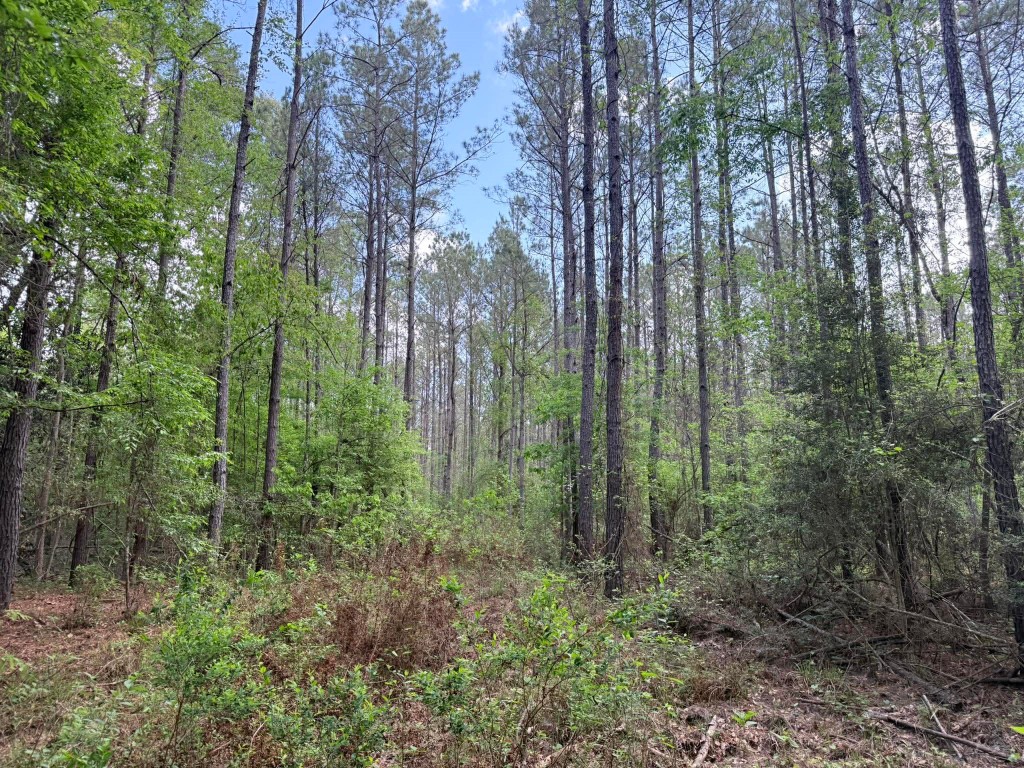 526 Mt Pisgah Road Woodville, TX 75979 - Photo 11 of 23 a view of a forest