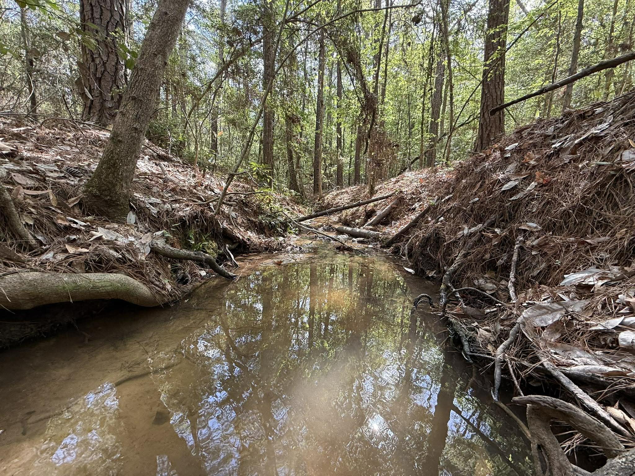 526 Mt Pisgah Road Woodville, TX 75979 - Photo 12 of 23 a view of water with a tree