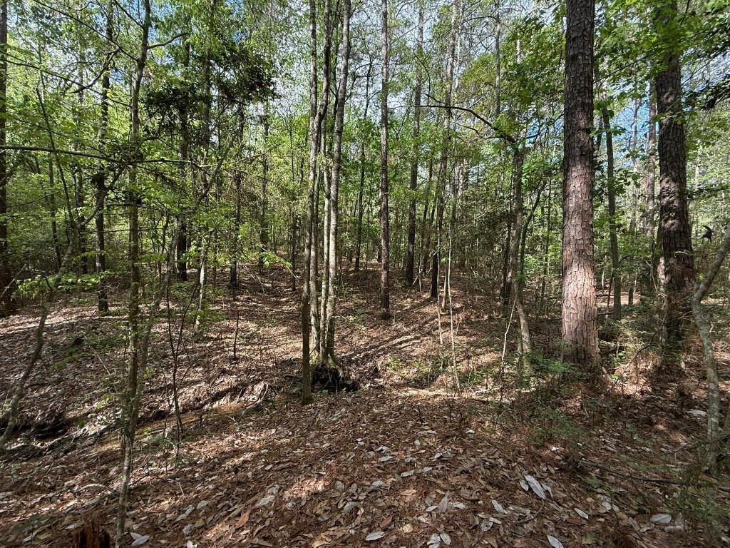 526 Mt Pisgah Road Woodville, TX 75979 - Photo 13 of 23 a view of a forest
