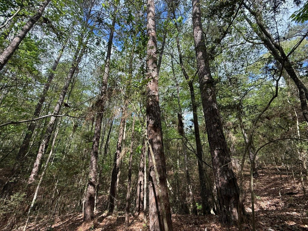 526 Mt Pisgah Road Woodville, TX 75979 - Photo 15 of 23 a view of a yard