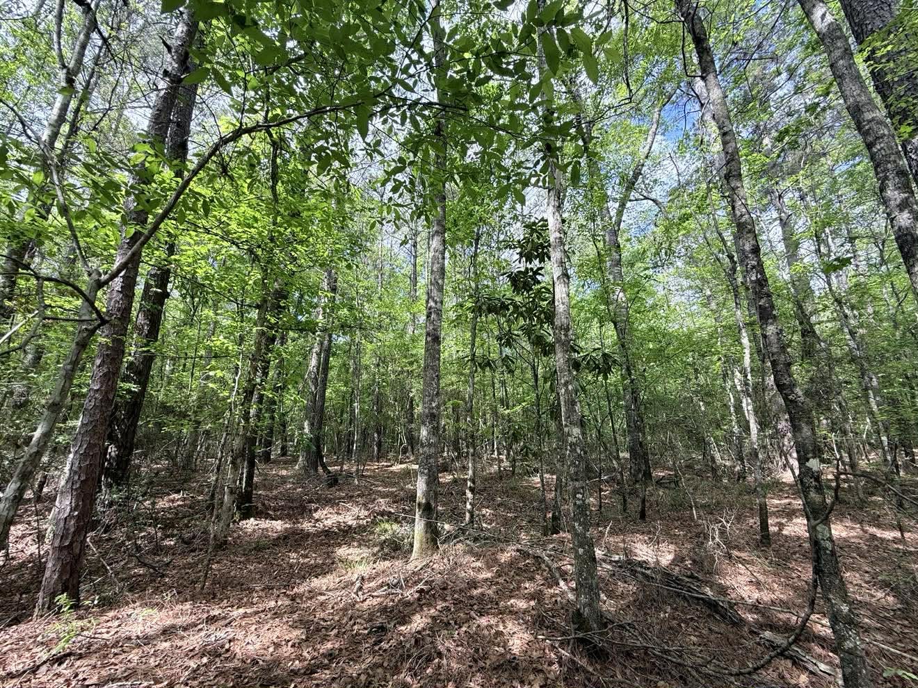 526 Mt Pisgah Road Woodville, TX 75979 - Photo 17 of 23 a view of a forest with trees in the background