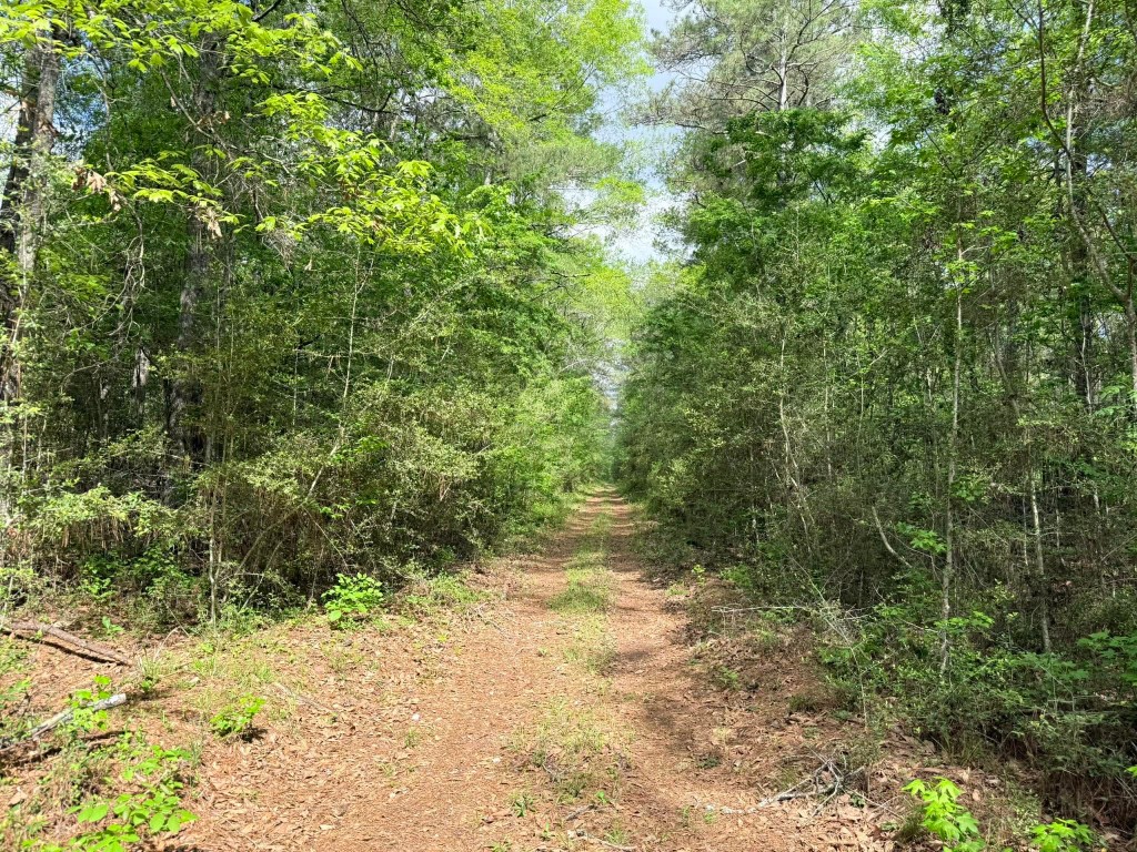 526 Mt Pisgah Road Woodville, TX 75979 - Photo 18 of 23 a view of a yard with a tree