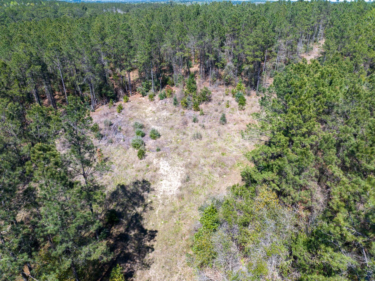 526 Mt Pisgah Road Woodville, TX 75979 - Photo 3 of 23 a view of a yard with plants and trees