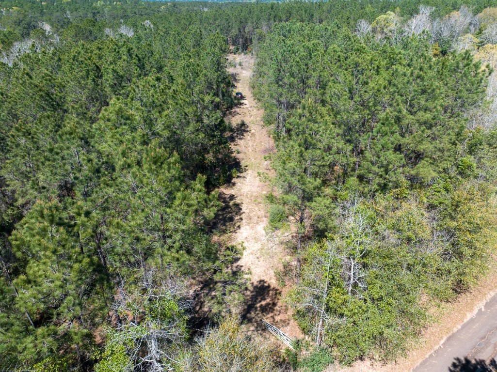 526 Mt Pisgah Road Woodville, TX 75979 - Photo 4 of 23 a view of a yard with plants