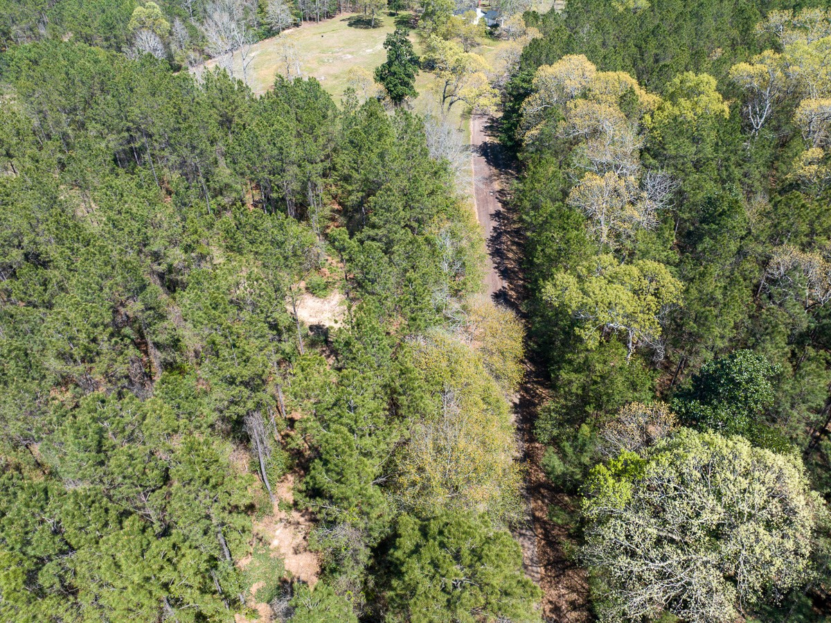 526 Mt Pisgah Road Woodville, TX 75979 - Photo 6 of 23 a view of a forest with a houses