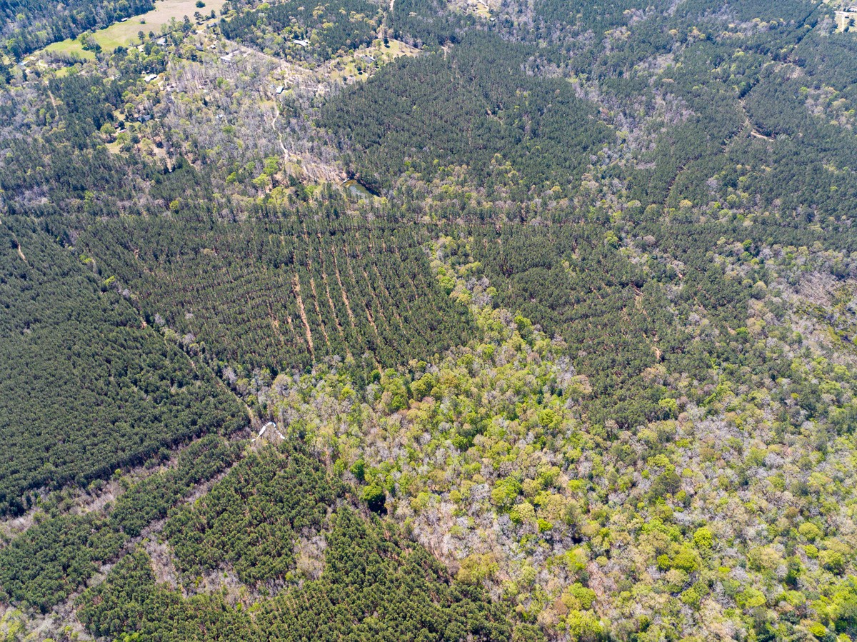 526 Mt Pisgah Road Woodville, TX 75979 - Photo 8 of 23 a view of a forest with a tree