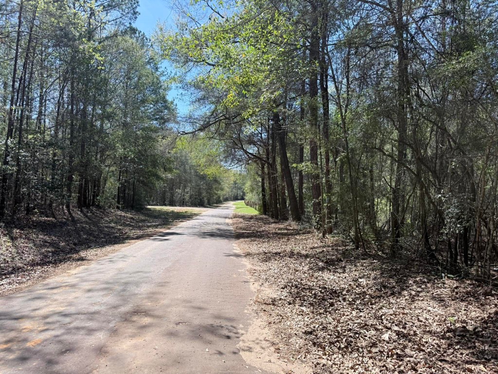 526 Mt Pisgah Road Woodville, TX 75979 - Photo 10 of 23 a view of a yard with plants and trees