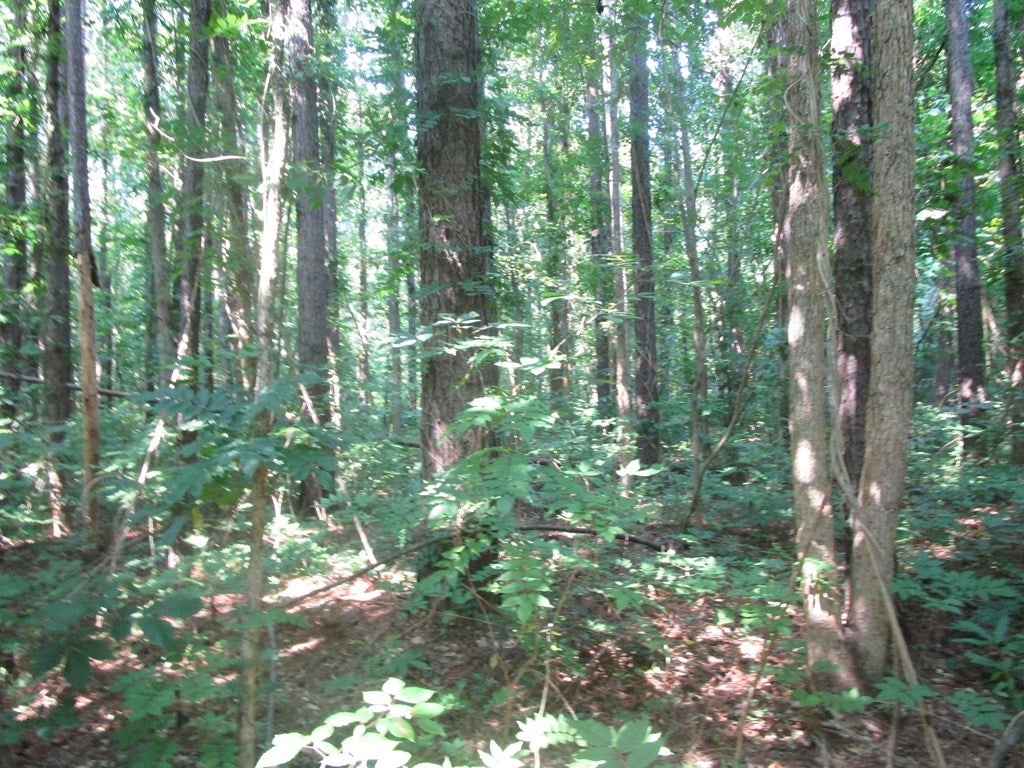 680 Crymes Road Floyd, VA 24091 - Photo 4 of 4 Gallery Image 4