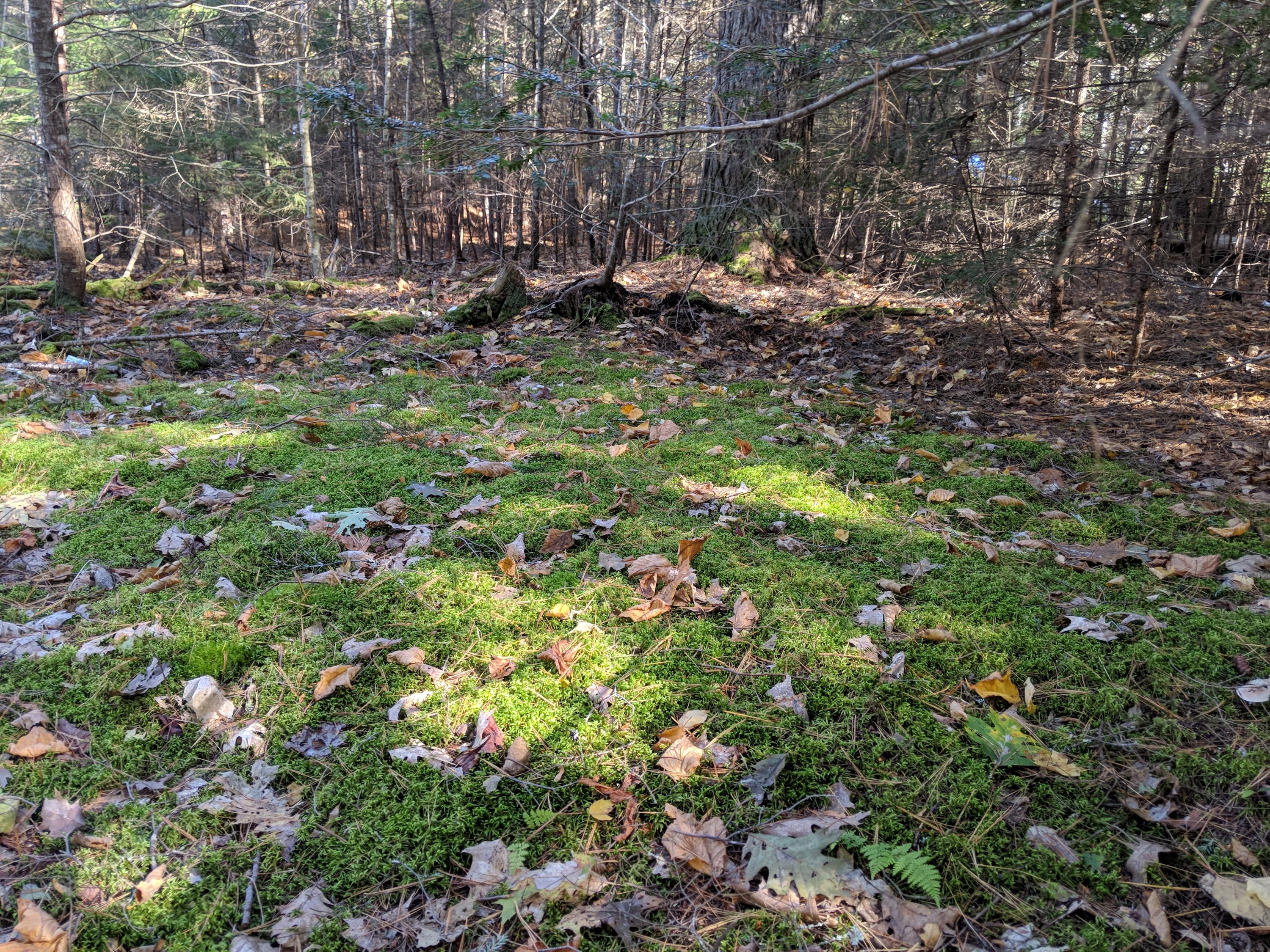 0 Shackleton's Way Boothbay, ME 04537 - Photo 3 of 8 00 Shackletons Way House site