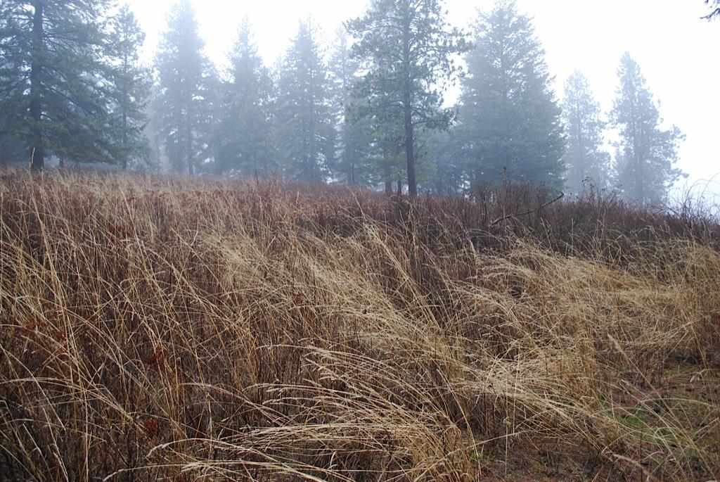 27310 North Jackson Road Chattaroy, WA 99003 - Photo 3 of 12