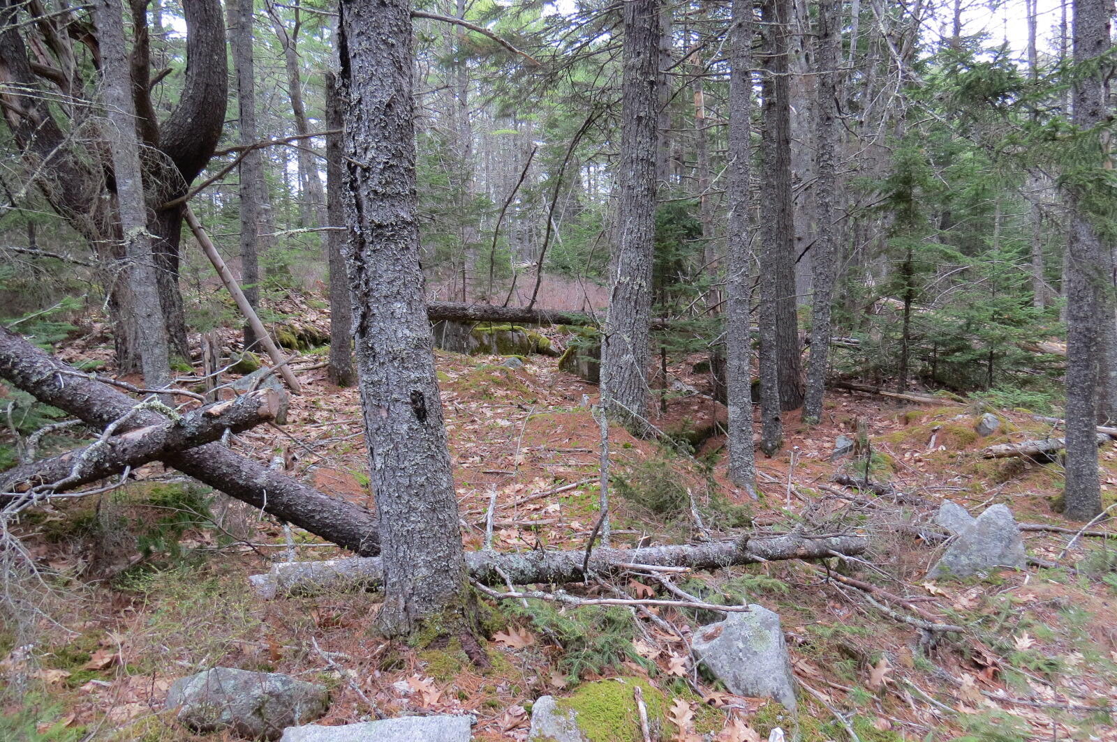 23 Porcupine Road Sullivan, ME 04664 - Photo 26 of 27 IMG_0211