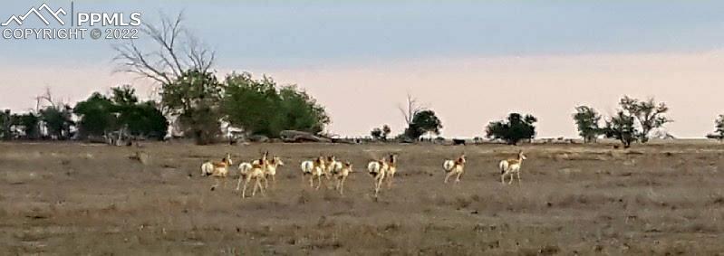 18761 County Road J Ordway, CO 81063 - Photo 21 of 26 a view of a dry yard with trees