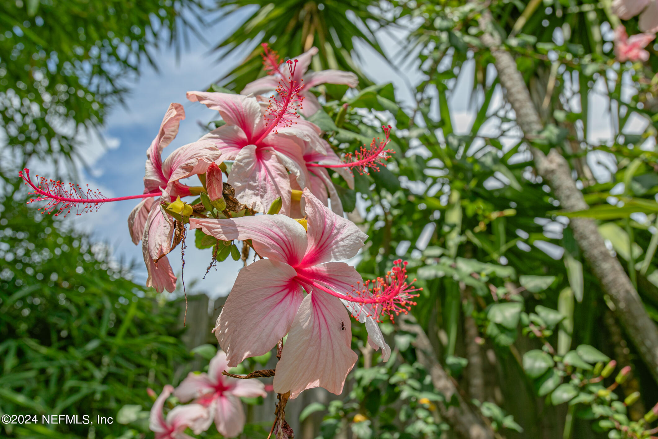 622 Cherry Street Neptune Beach, FL 32266 - Photo 74 of 77 a view of a flower