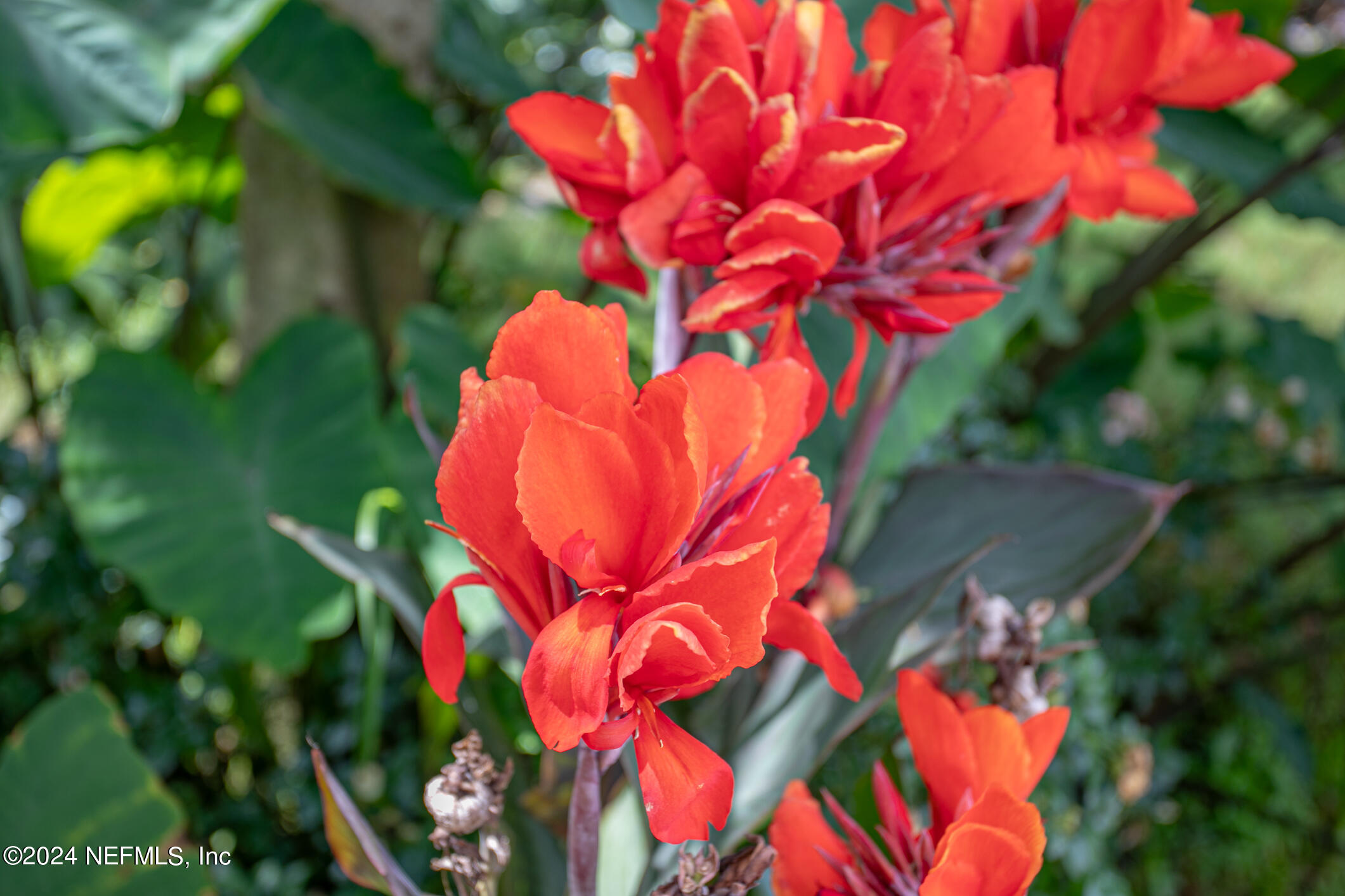 622 Cherry Street Neptune Beach, FL 32266 - Photo 76 of 77 a view of a flower