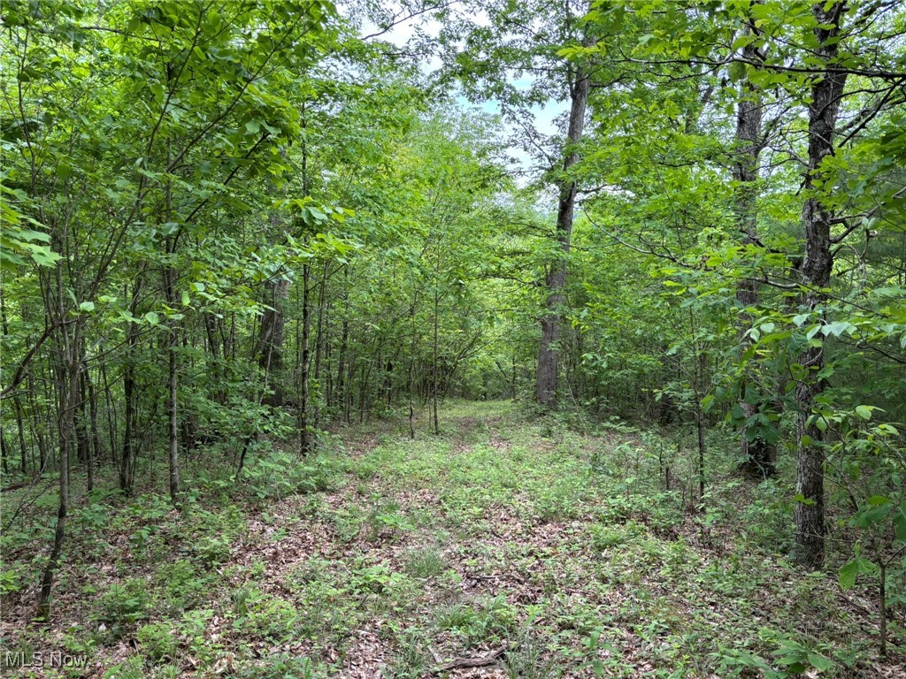 34215 Mt Hope Ridge Road Graysville, OH 45734 - Photo 45 of 50 View of wooded area