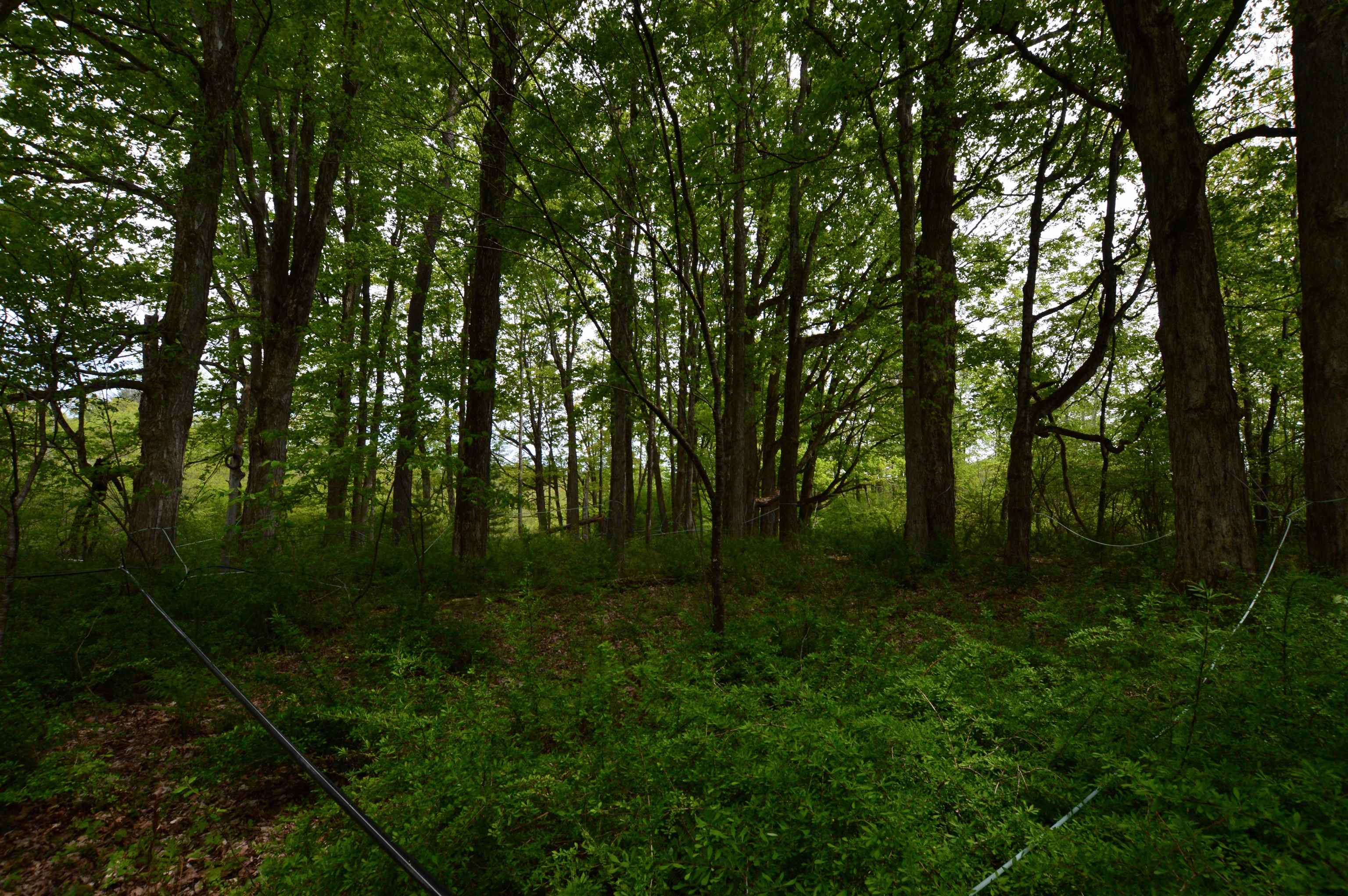 Mount Aeolus Road, Unit PARCEL 1 Manchester Center, VT 05255 - Photo 11 of 12 Gallery Image 11