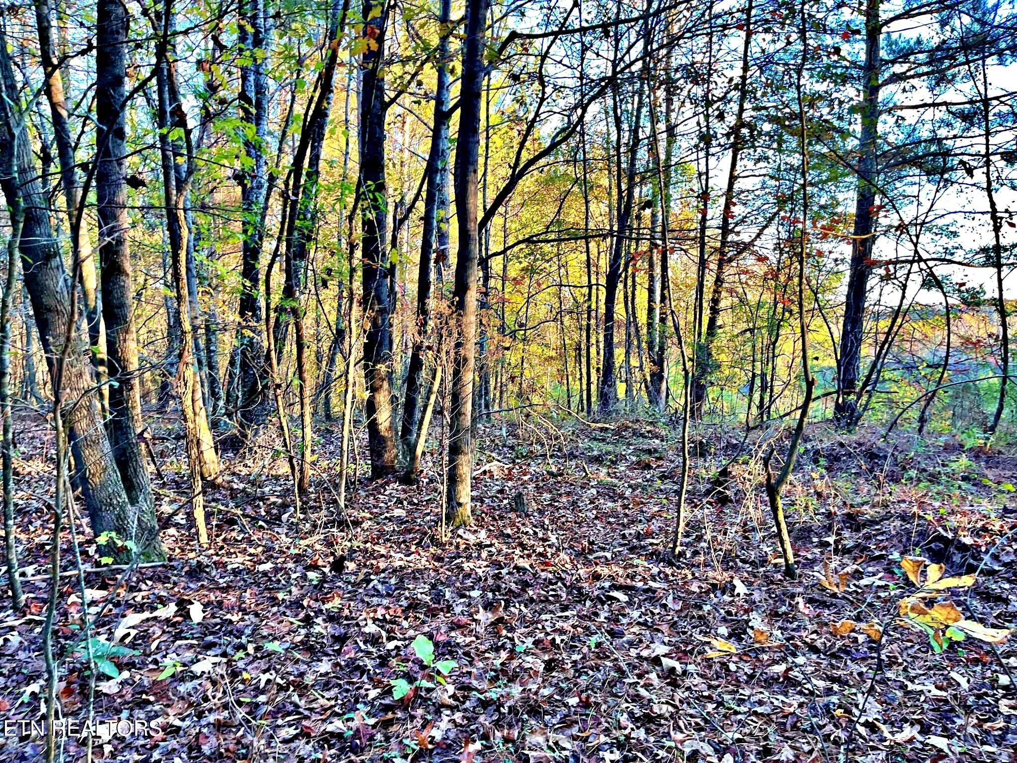 Oak Grove Road Decatur, TN 37322 - Photo 21 of 30 a034a181-8a09-4983-8800-1b4a040d8e1b