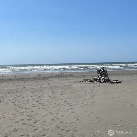 a plant with lots of bushes