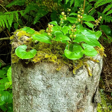 a view of a lush green forest with trees and some houses