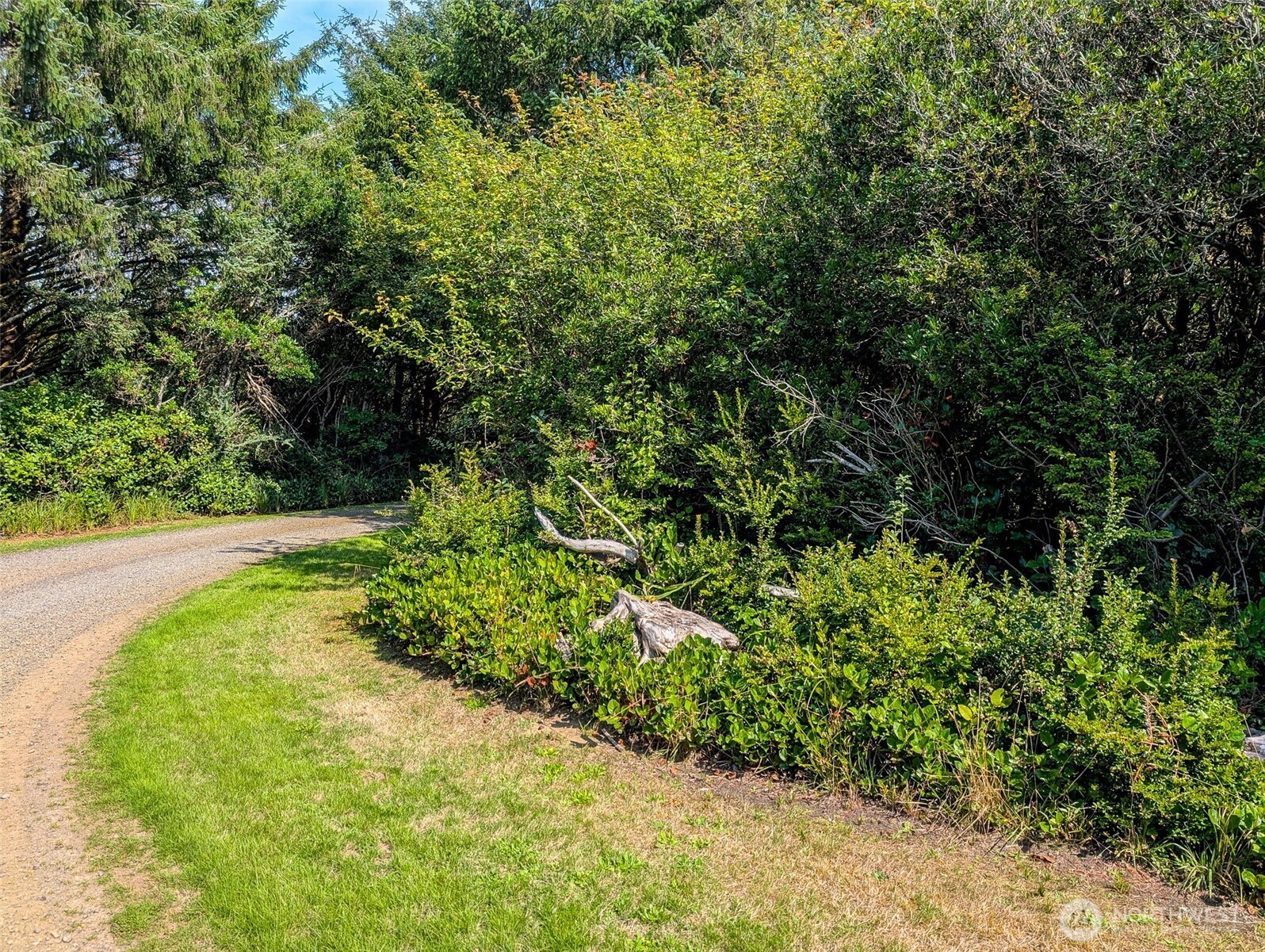 2 Dolphin Street Copalis Beach, WA 98535 - Photo 9 of 40 a view of a garden with plants