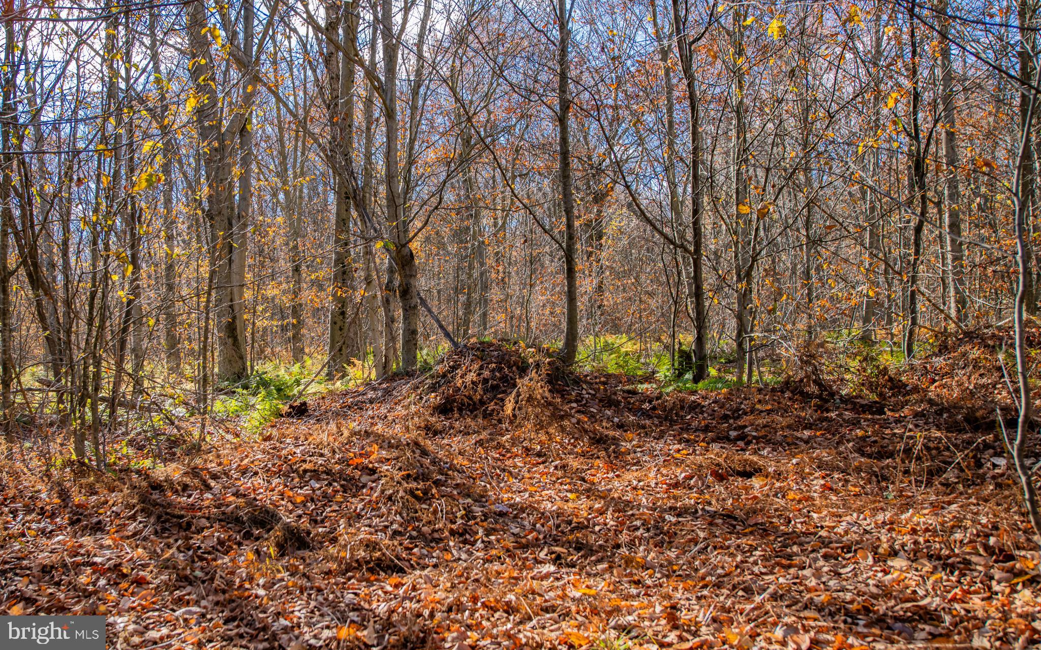 Autumn's embrace in a tranquil forest.