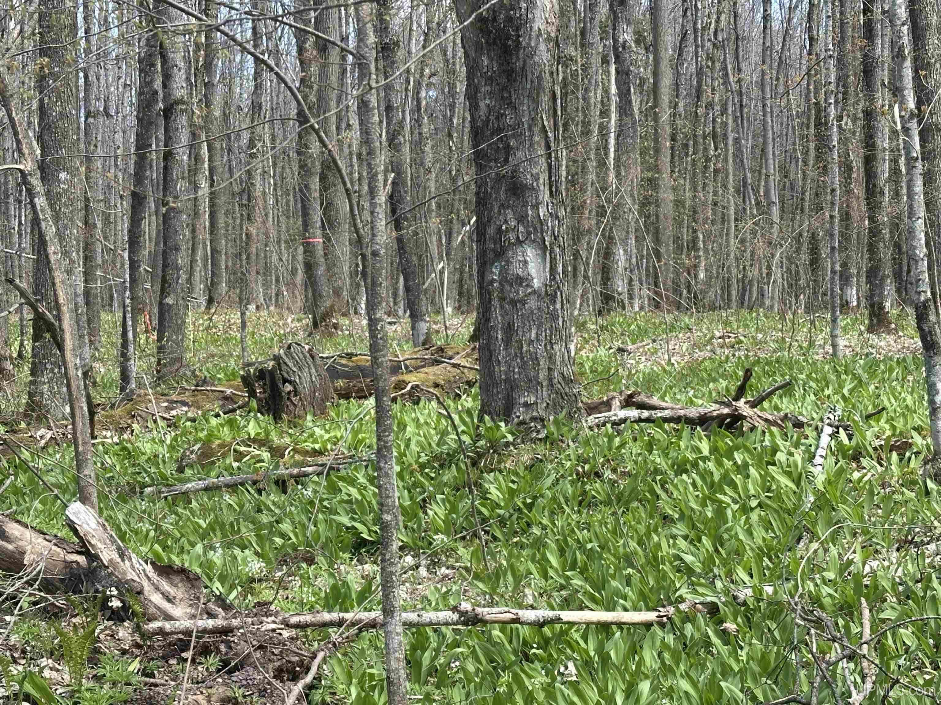 Off East Shore Road Marenisco, MI 49947 - Photo 5 of 11