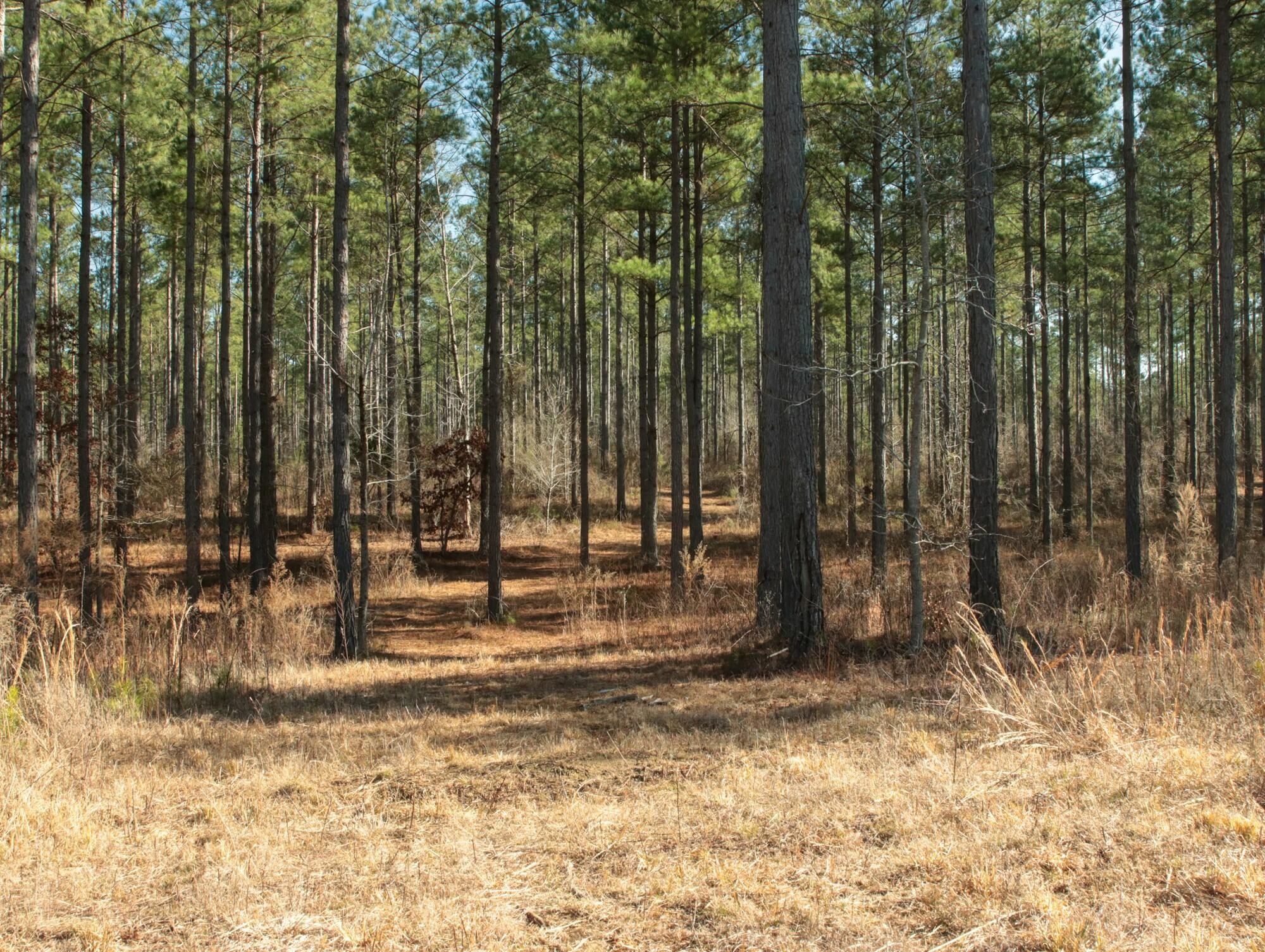 2618 Charles Road Decatur, TN 37322 - Photo 8 of 29