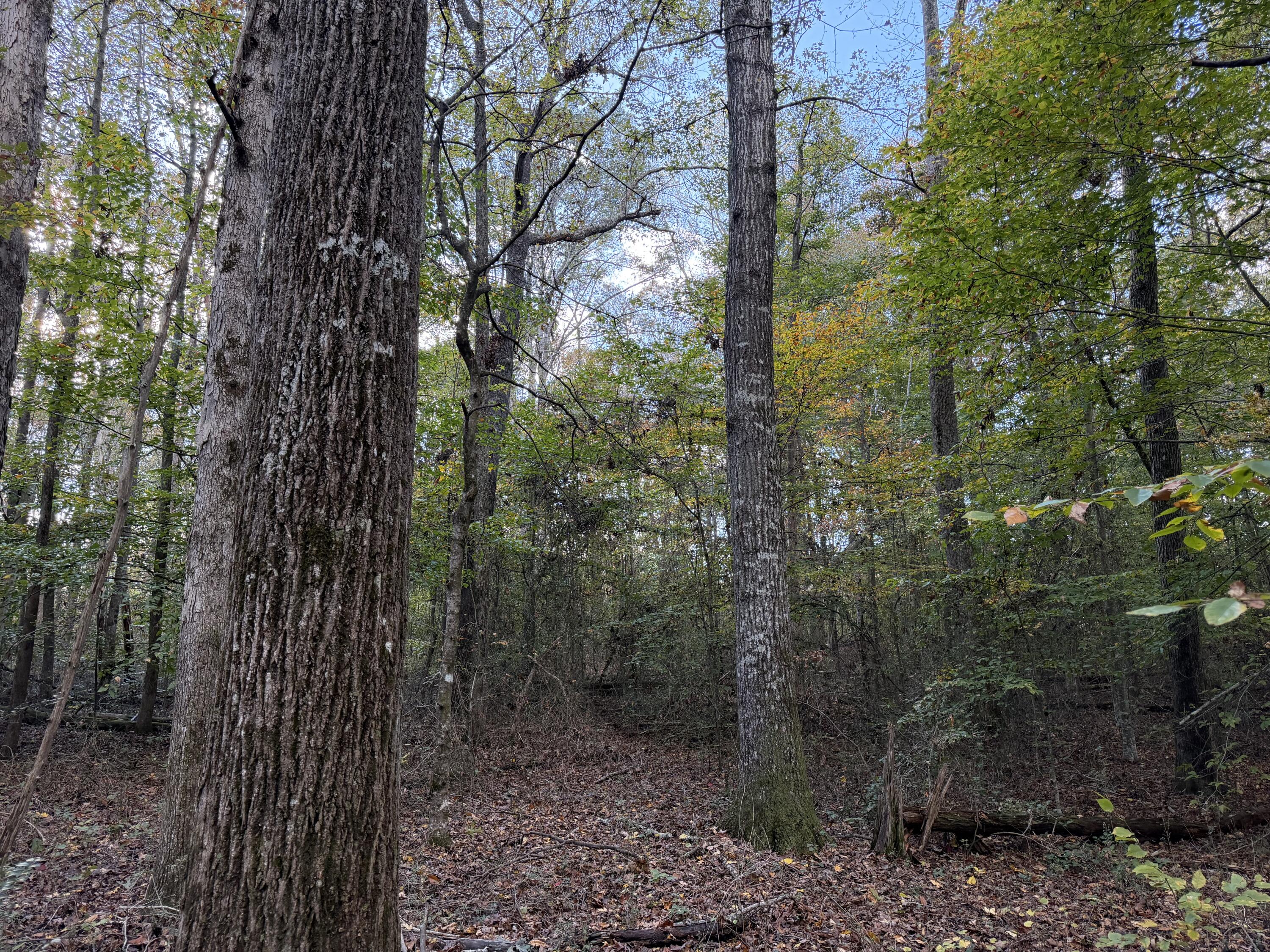 0 Co Road Athens, TN 37303 - Photo 6 of 11 IMG_4517