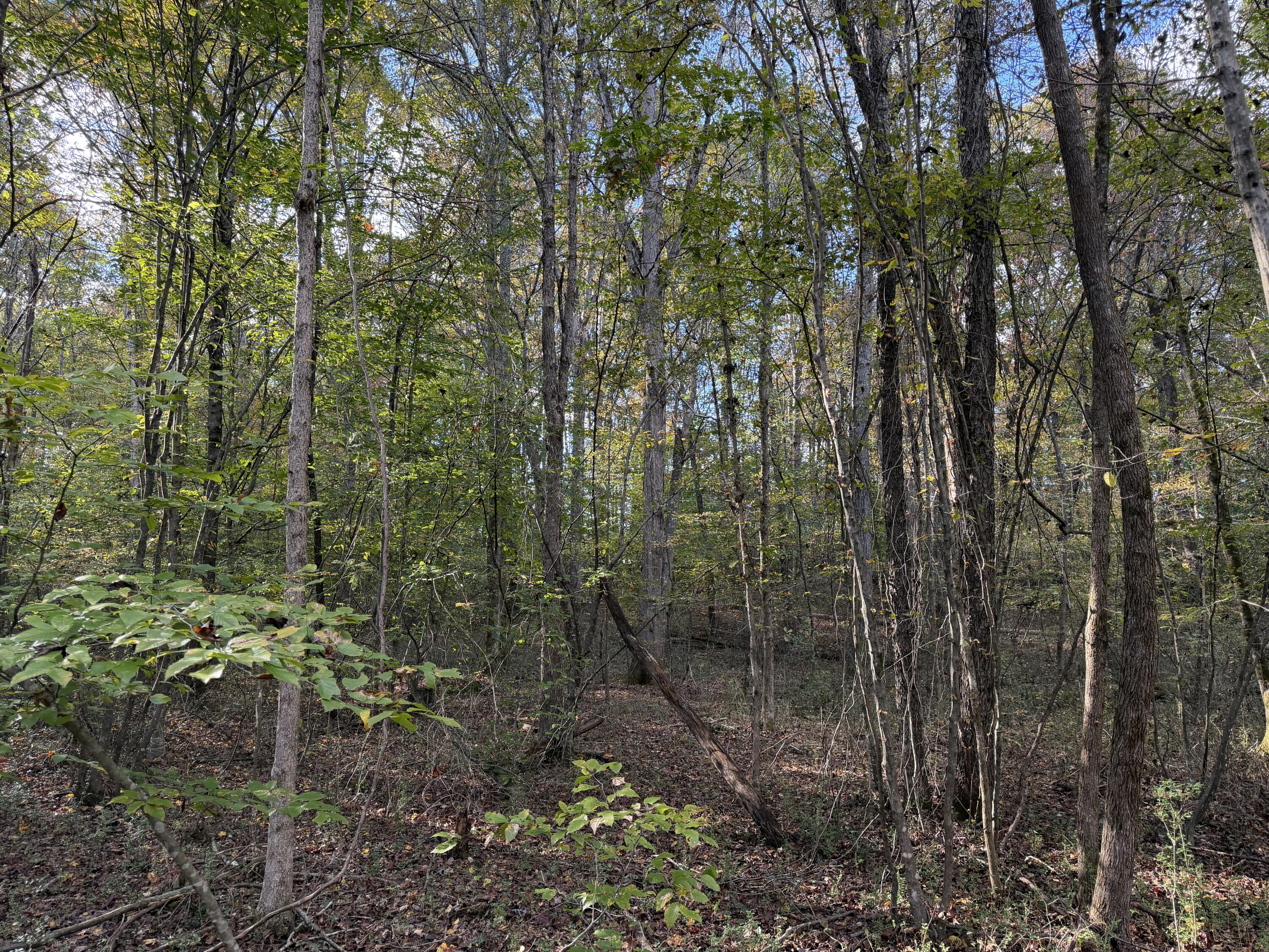 0 Co Road Athens, TN 37303 - Photo 7 of 11 IMG_4514