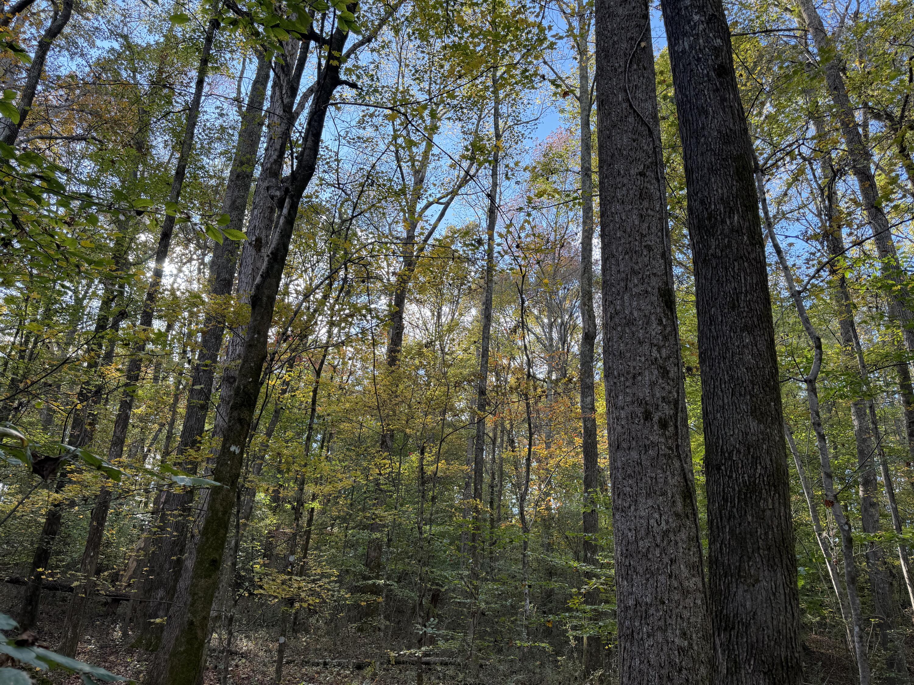 0 Co Road Athens, TN 37303 - Photo 8 of 11 IMG_4515