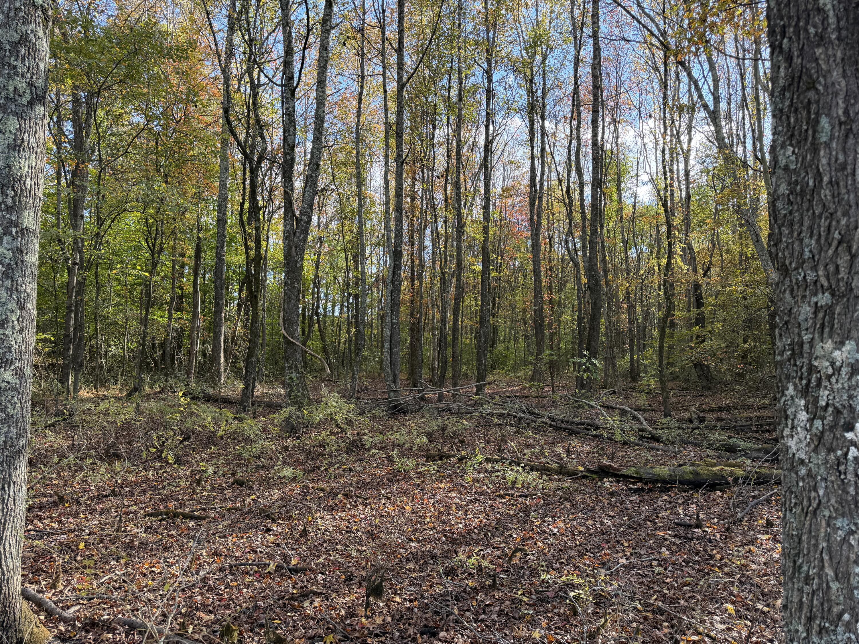 0 Co Road Athens, TN 37303 - Photo 9 of 11 IMG_4510