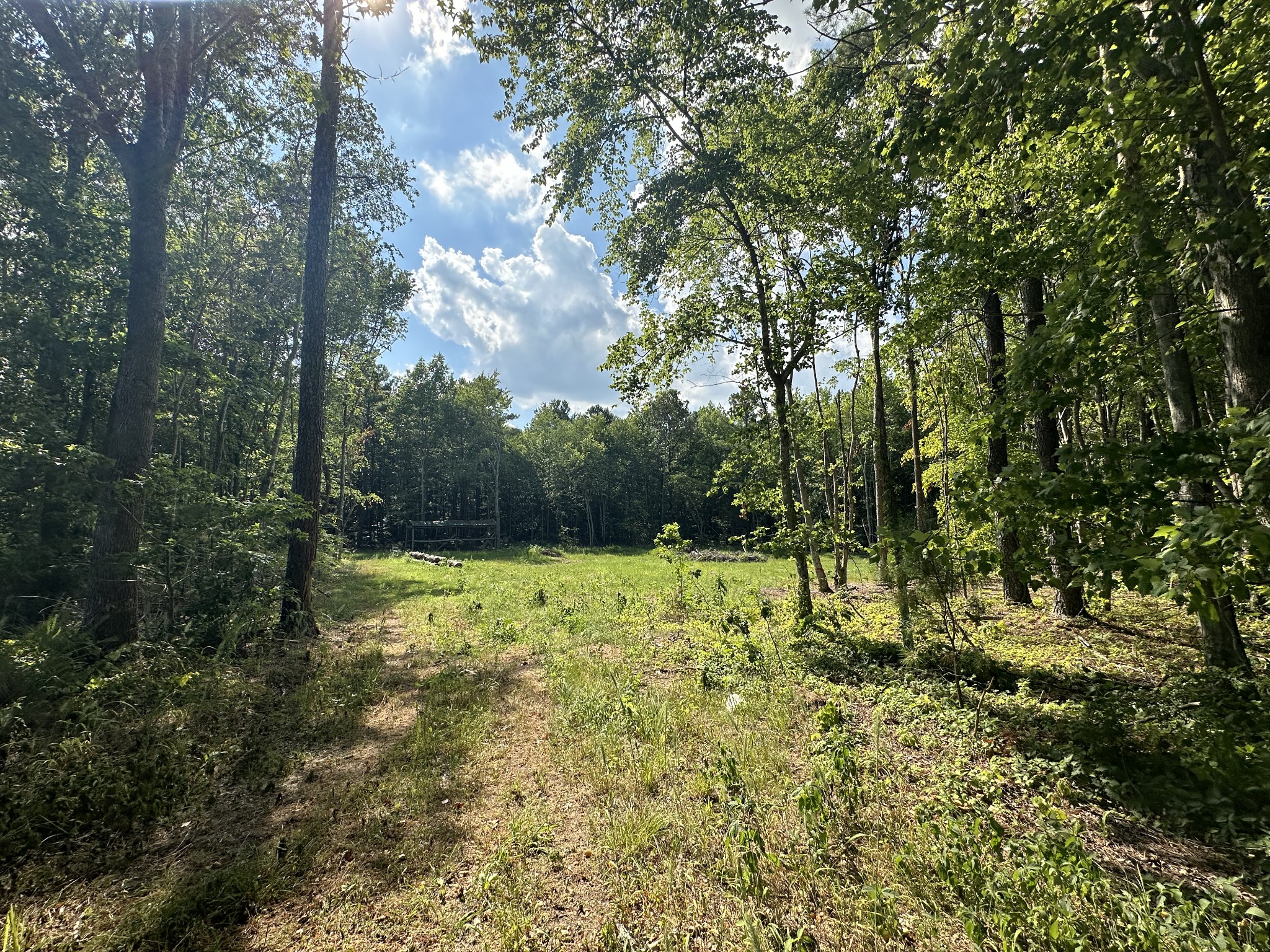 1400 Johnson Branch Road Pulaski, TN 38478 - Photo 3 of 22 a view of a yard with large trees