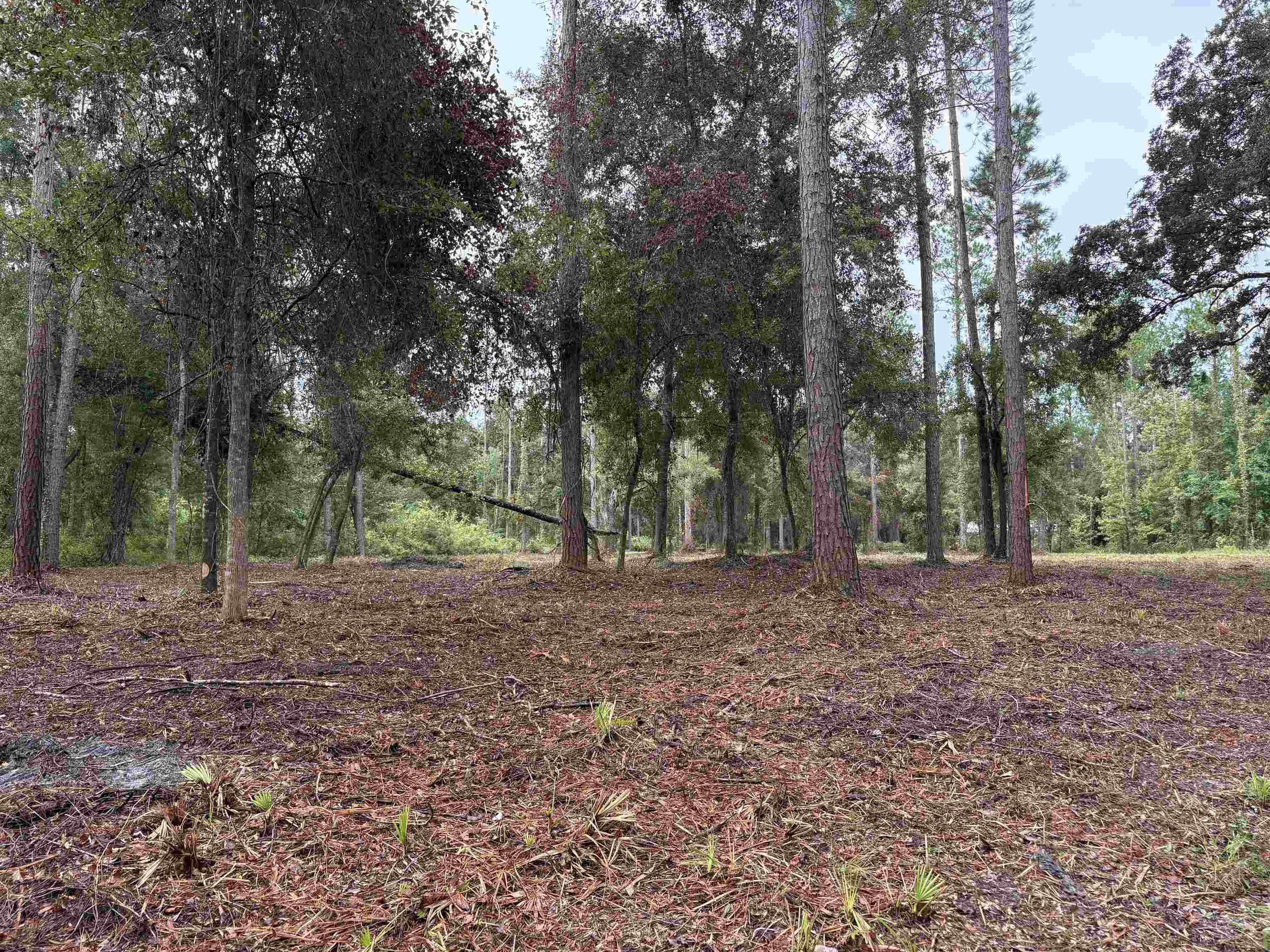 0 Walker Springs Road Monticello, FL 32344 - Photo 7 of 21 Gallery Image 7