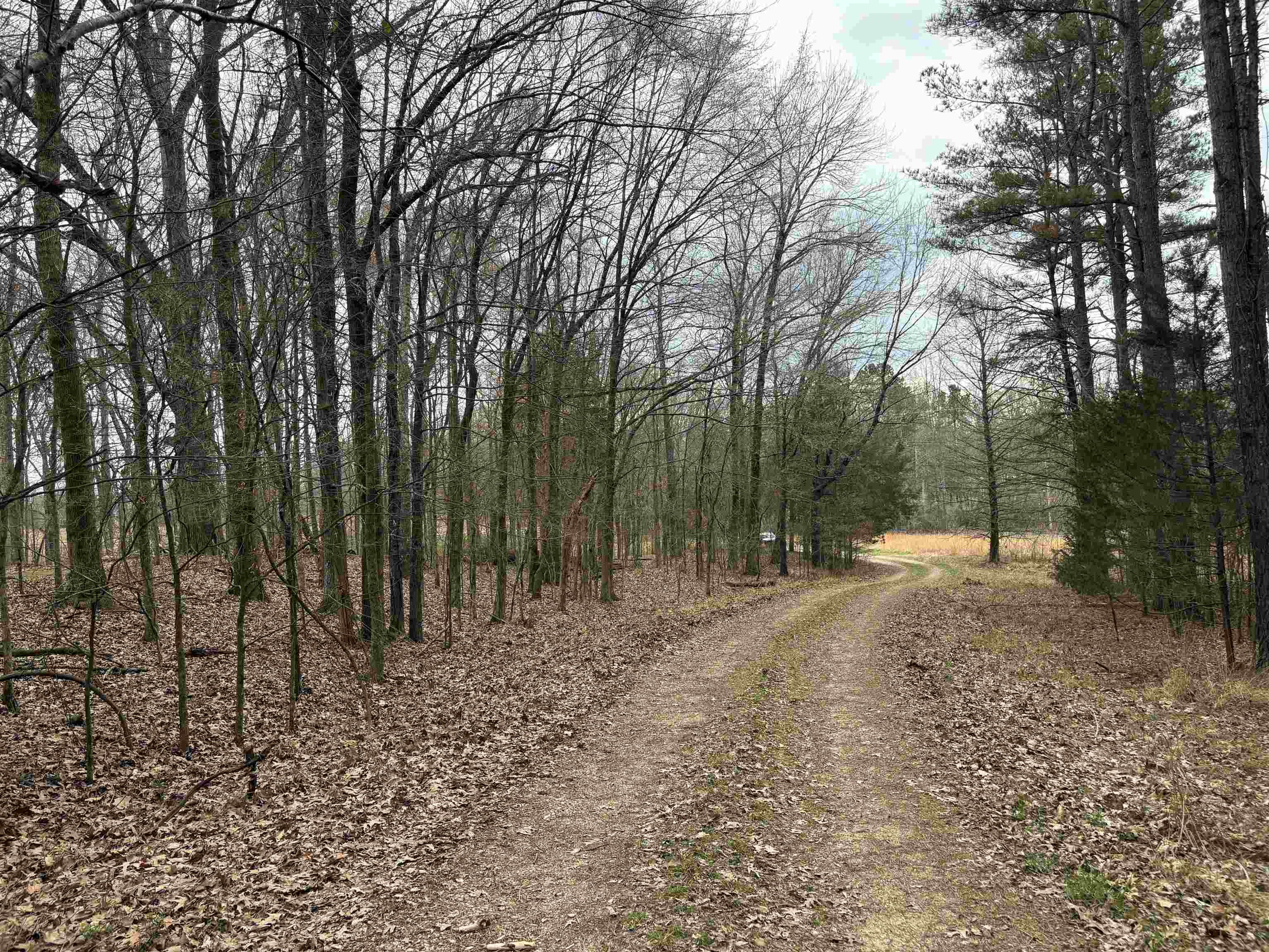 11338 Monterey Road Eads, TN 38028 - Photo 2 of 25 a view of backyard with trees