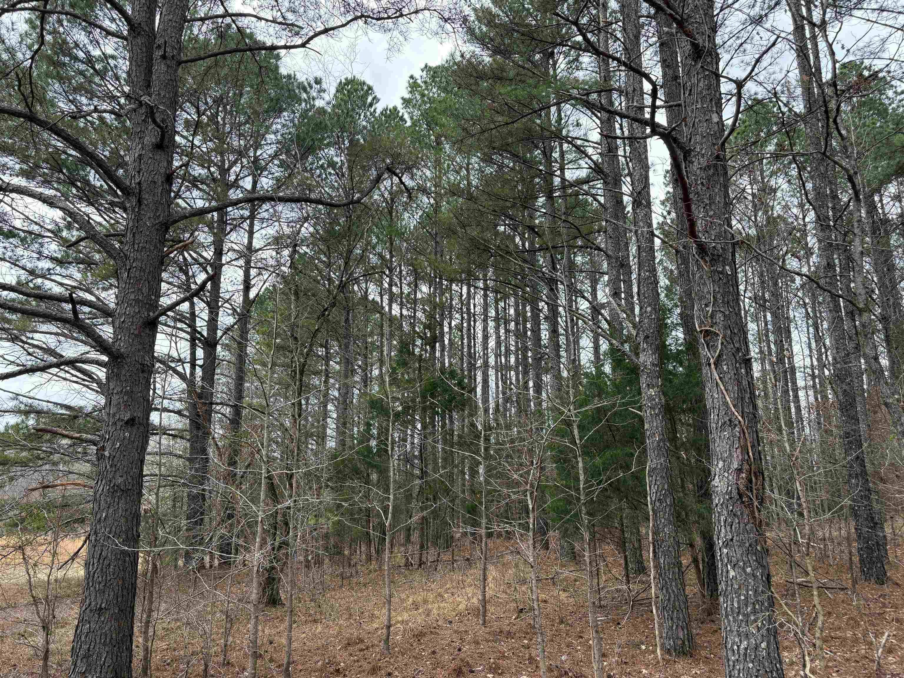 11338 Monterey Road Eads, TN 38028 - Photo 5 of 25 a view of forest